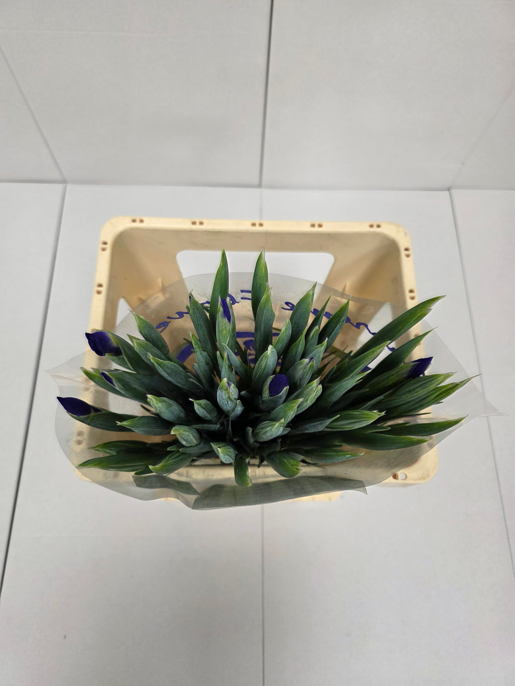Farm Fresh Iris Blue Magic(Bunch of, 50 stems, Length 60cm)