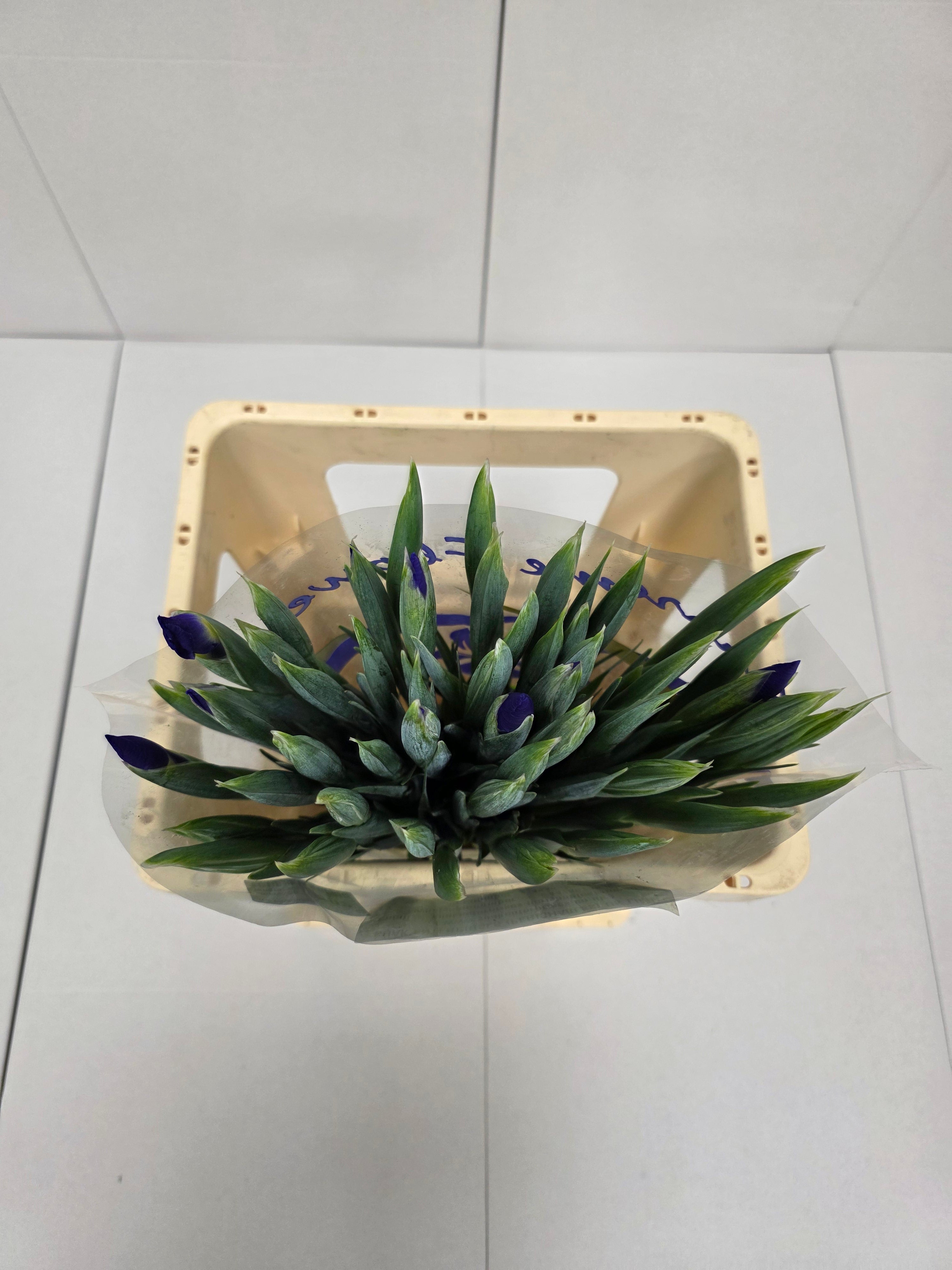 Farm Fresh Iris Blue Magic(Bunch of, 50 stems, Length 60cm)