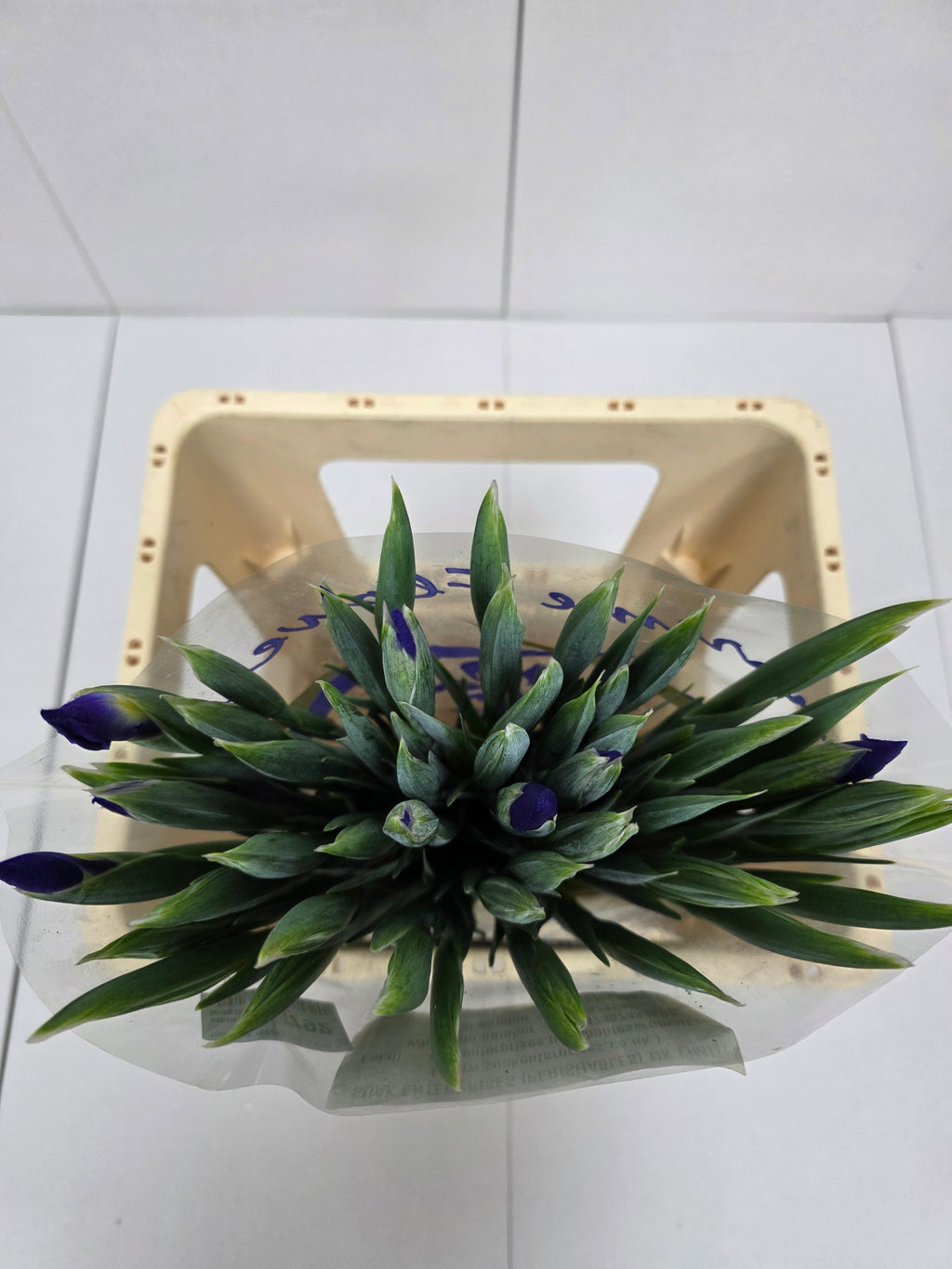 Farm Fresh Iris Blue Magic(Bunch of, 50 stems, Length 60cm)