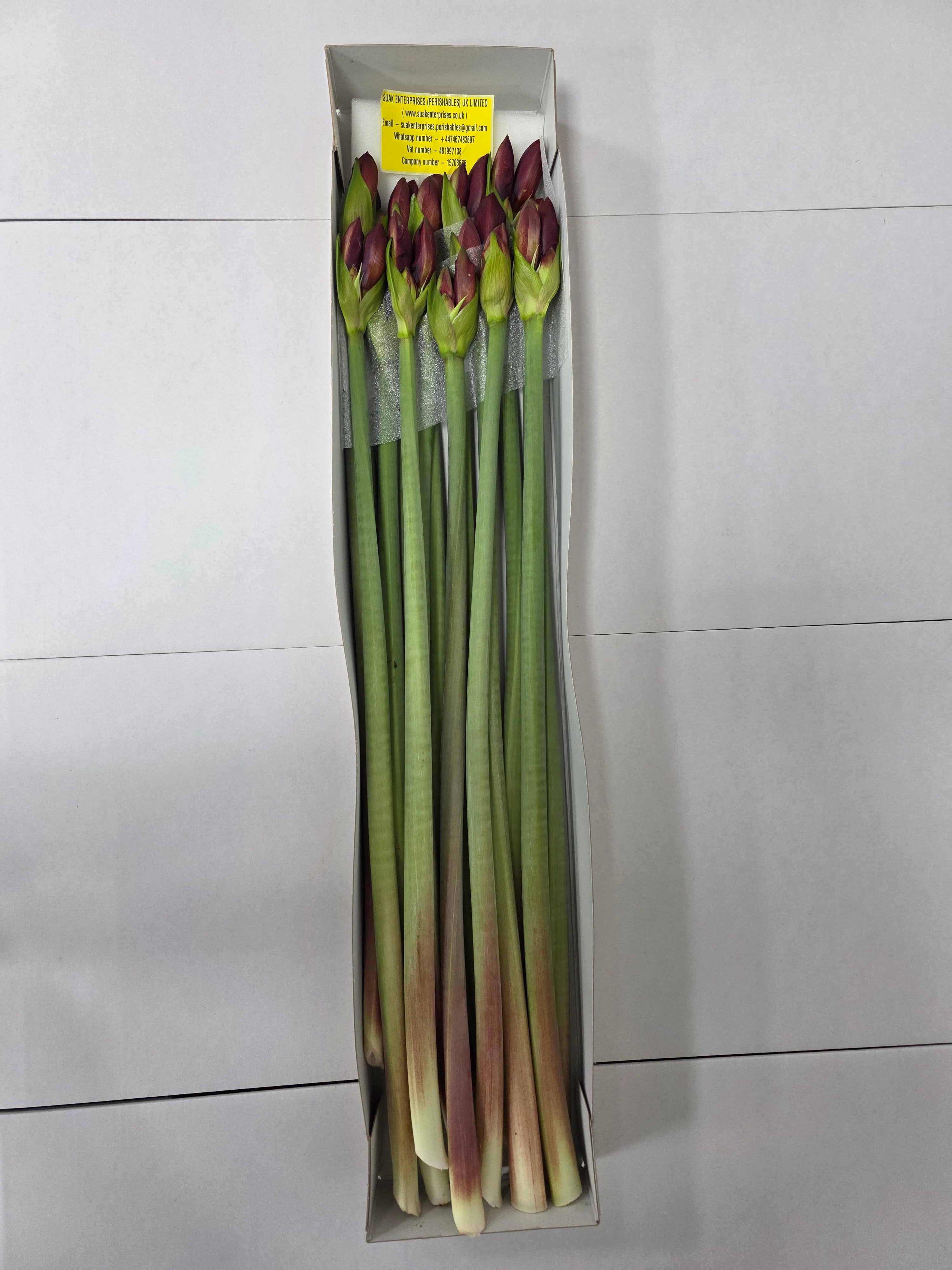 Farm Fresh Hippeastrum/Amarylis Double Roma(Box of 15 stems, Length 80cm)