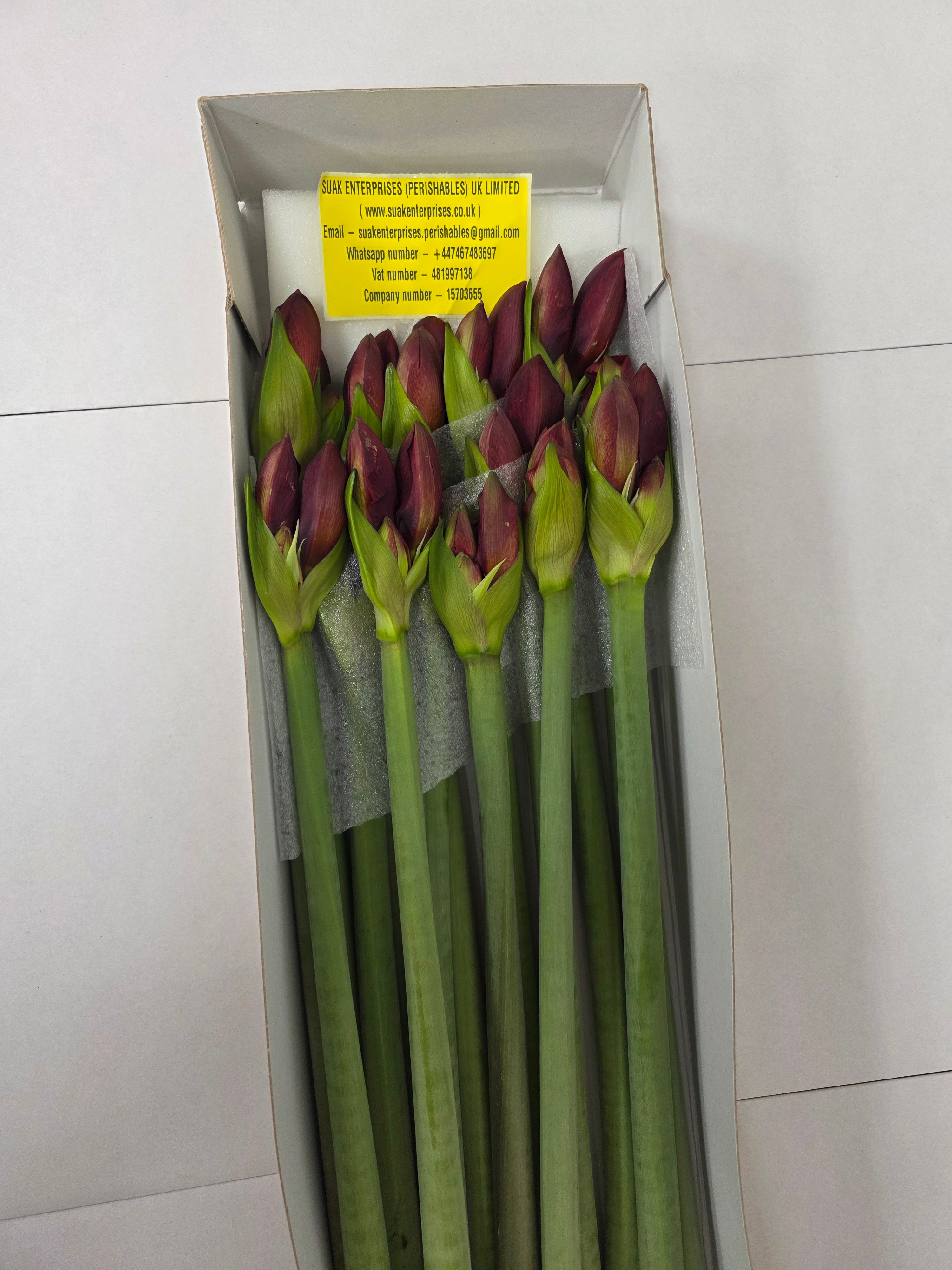 Farm Fresh Hippeastrum/Amarylis Double Roma(Box of 15 stems, Length 80cm)