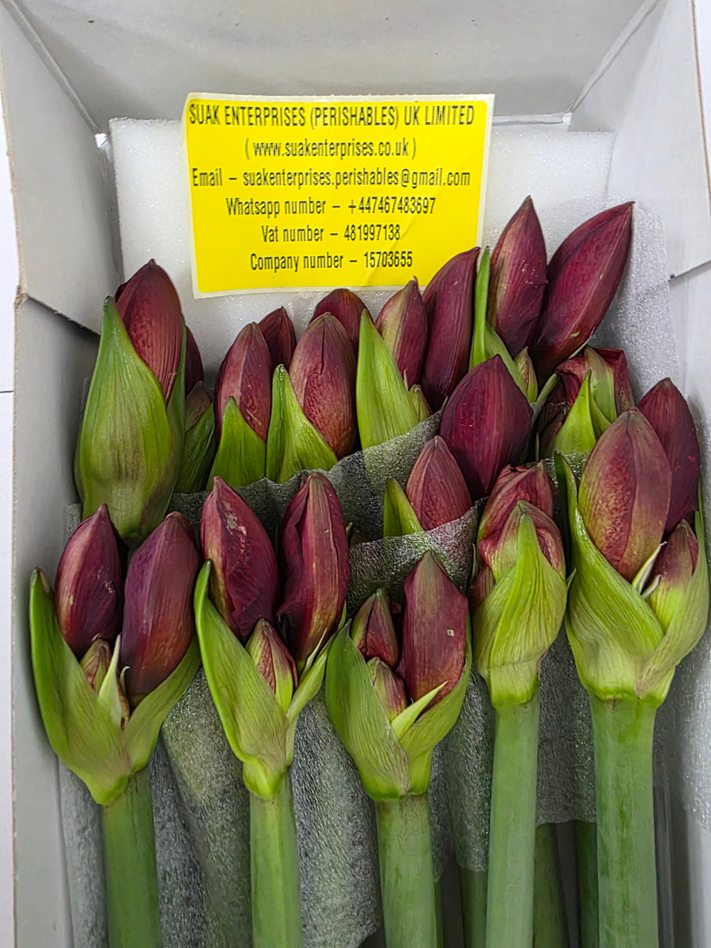 Farm Fresh Hippeastrum/Amarylis Double Roma(Box of 15 stems, Length 80cm)