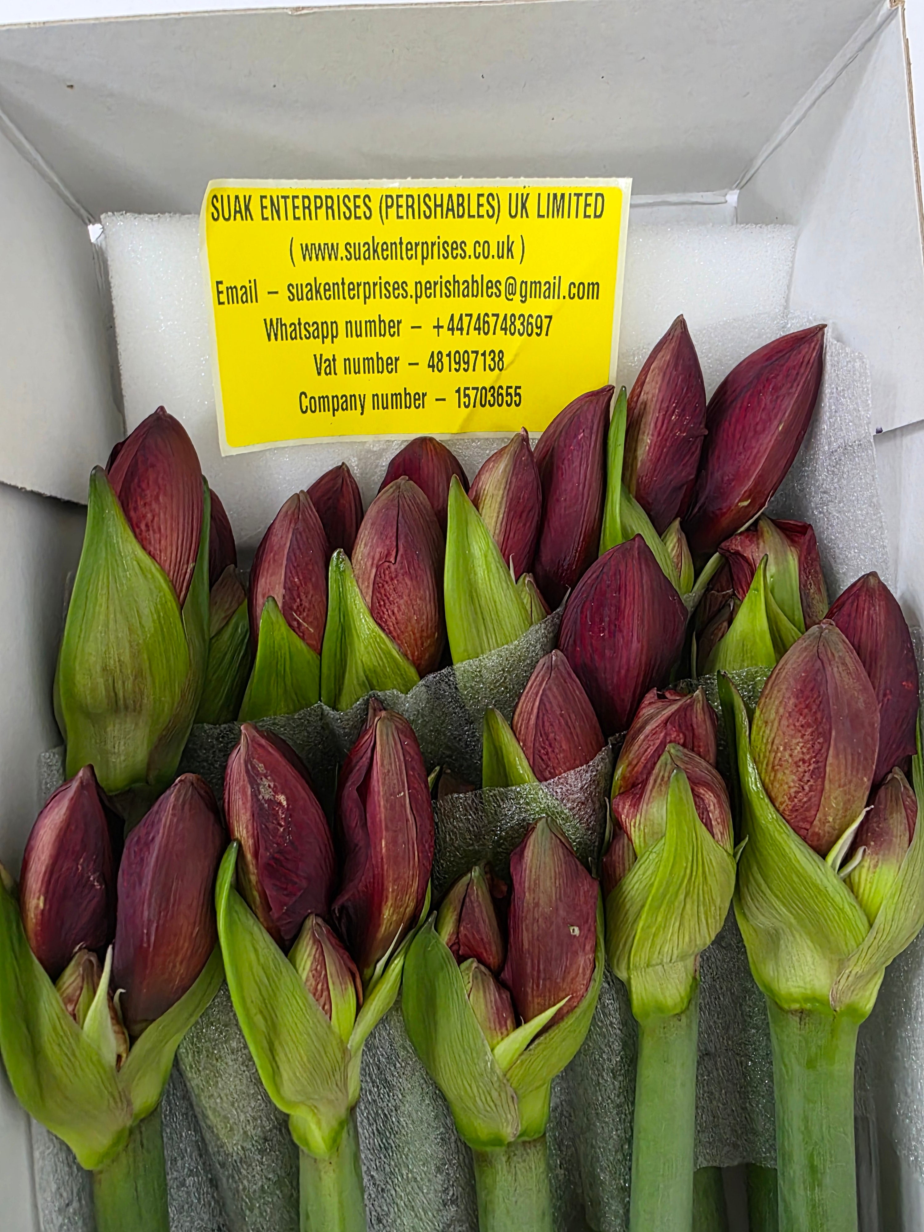 Farm Fresh Hippeastrum/Amarylis Double Roma(Box of 15 stems, Length 80cm)