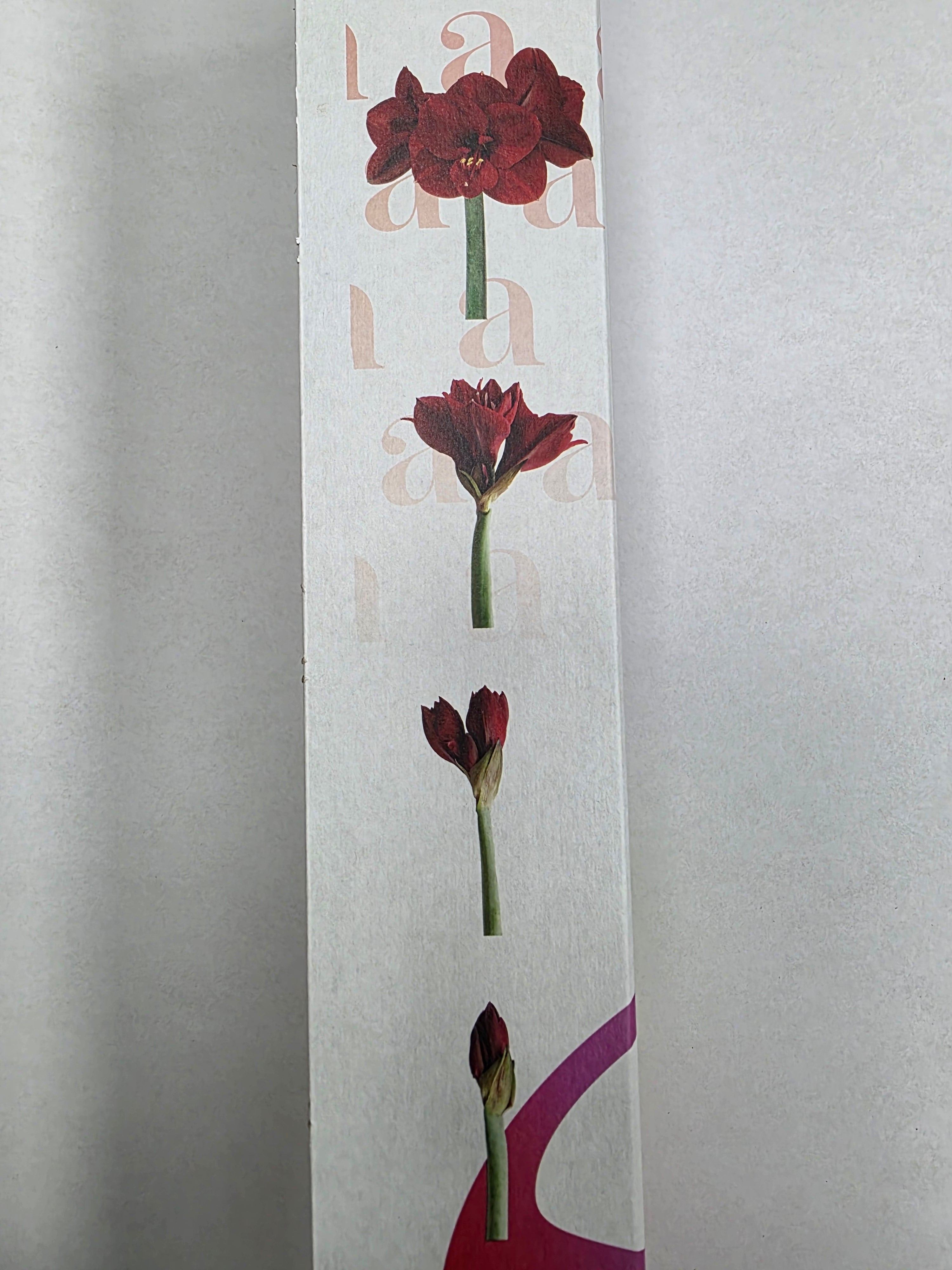 Farm Fresh Hippeastrum/Amarylis Double Roma(Box of 15 stems, Length 80cm)
