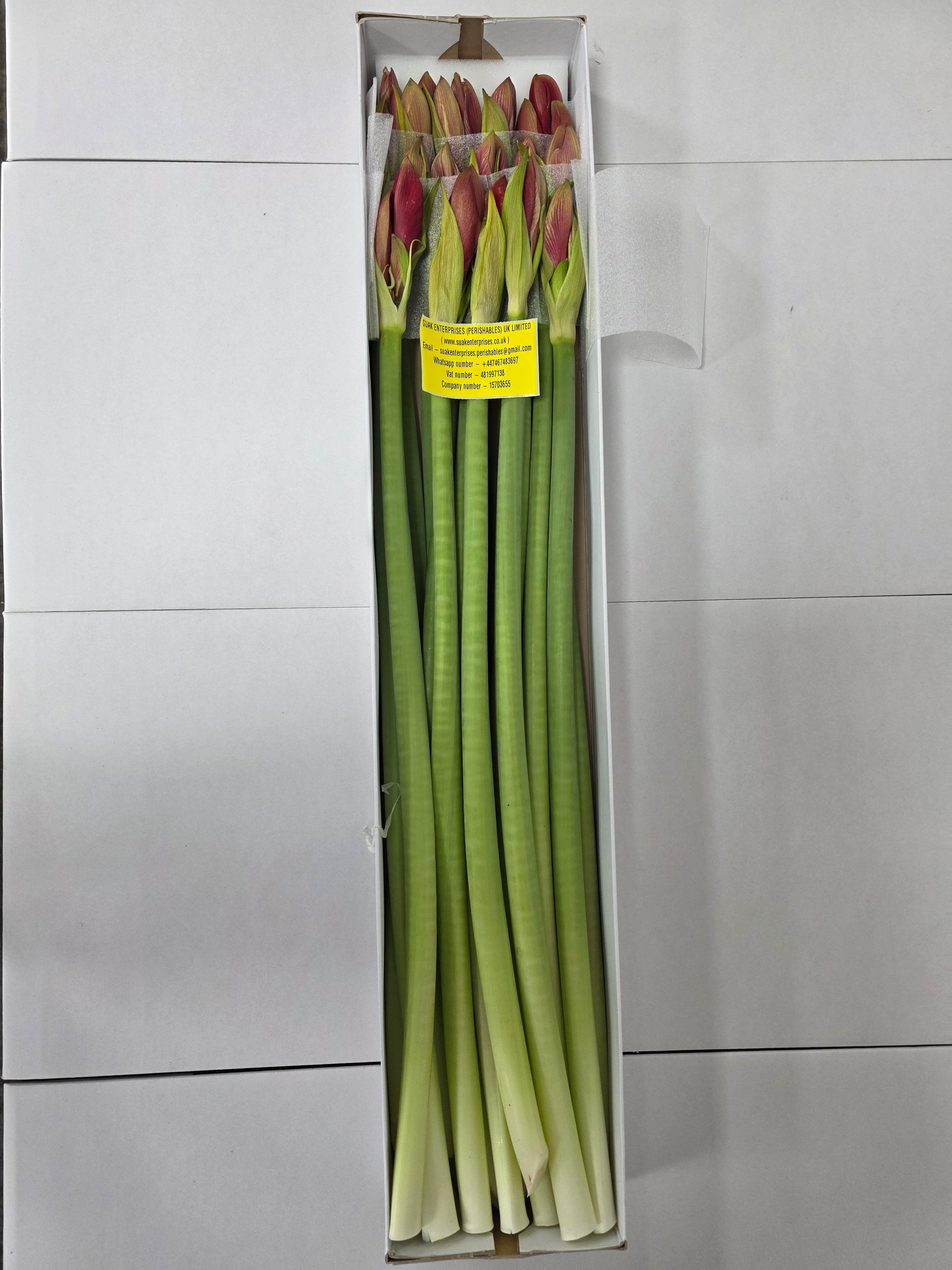 Farm Fresh Hippeastrum/Amarylis Gervase (Box of 15 stems, Length 75cm)