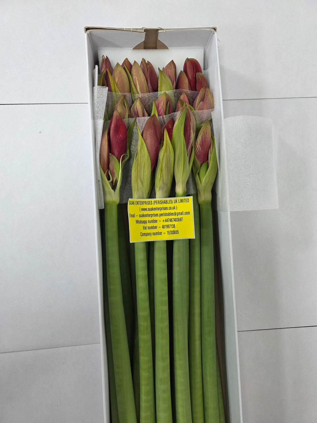 Farm Fresh Hippeastrum/Amarylis Gervase (Box of 15 stems, Length 75cm)