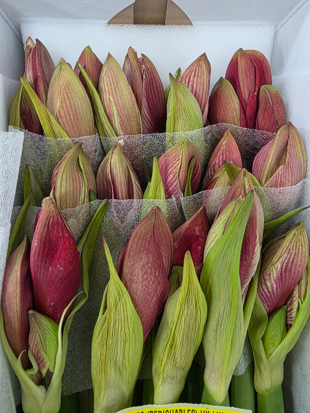 Farm Fresh Hippeastrum/Amarylis Gervase (Box of 15 stems, Length 75cm)