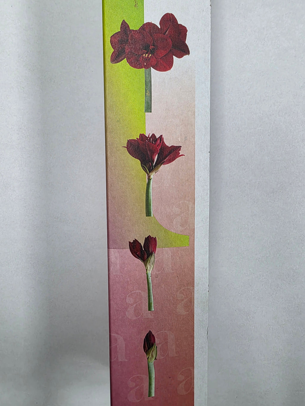 Farm Fresh Hippeastrum/Amarylis Gervase (Box of 15 stems, Length 75cm)