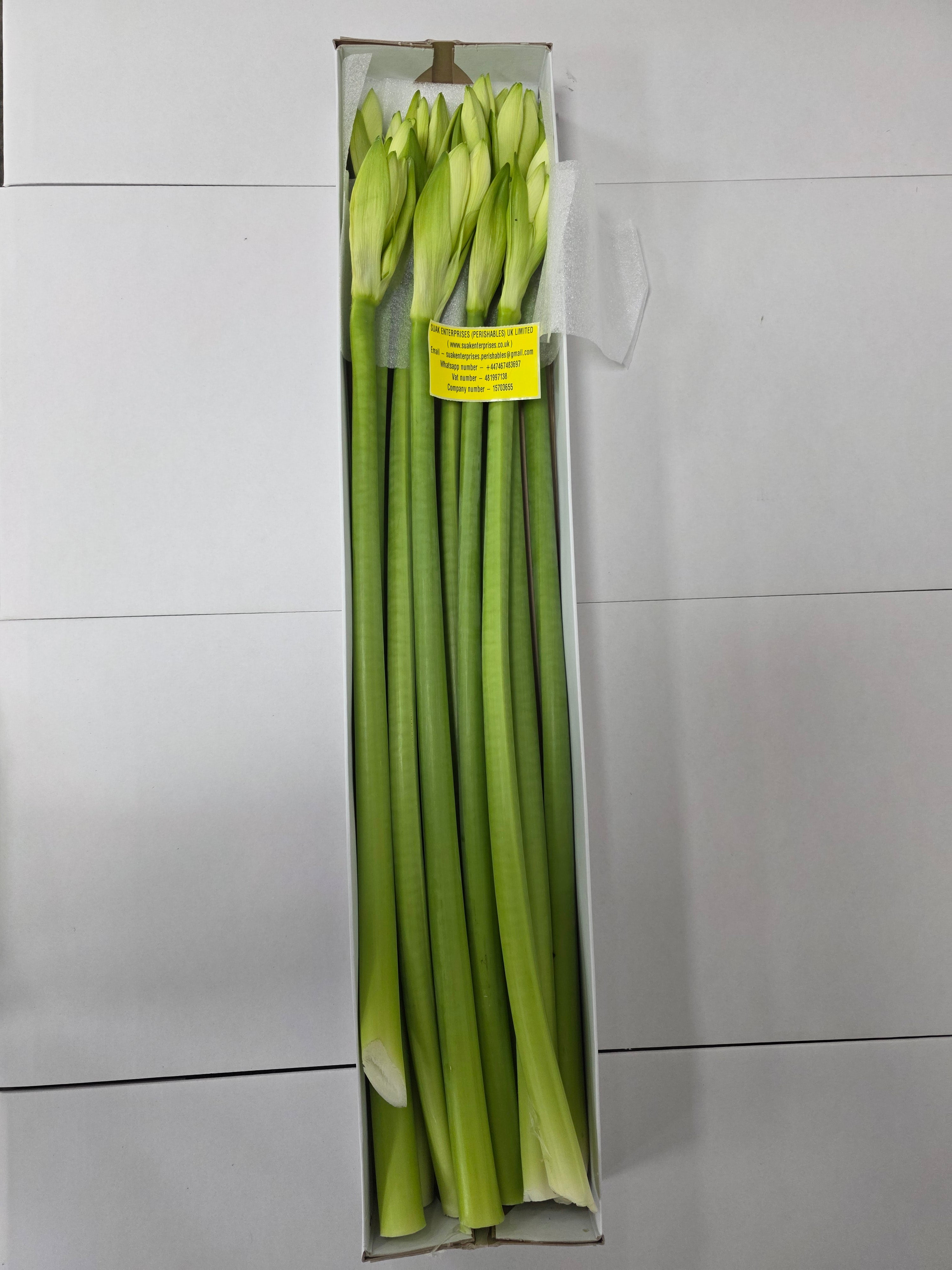 Farm Fresh Hippeastrum/Amarylis Mont Blac (Box of 12 stems, Length 80cm)
