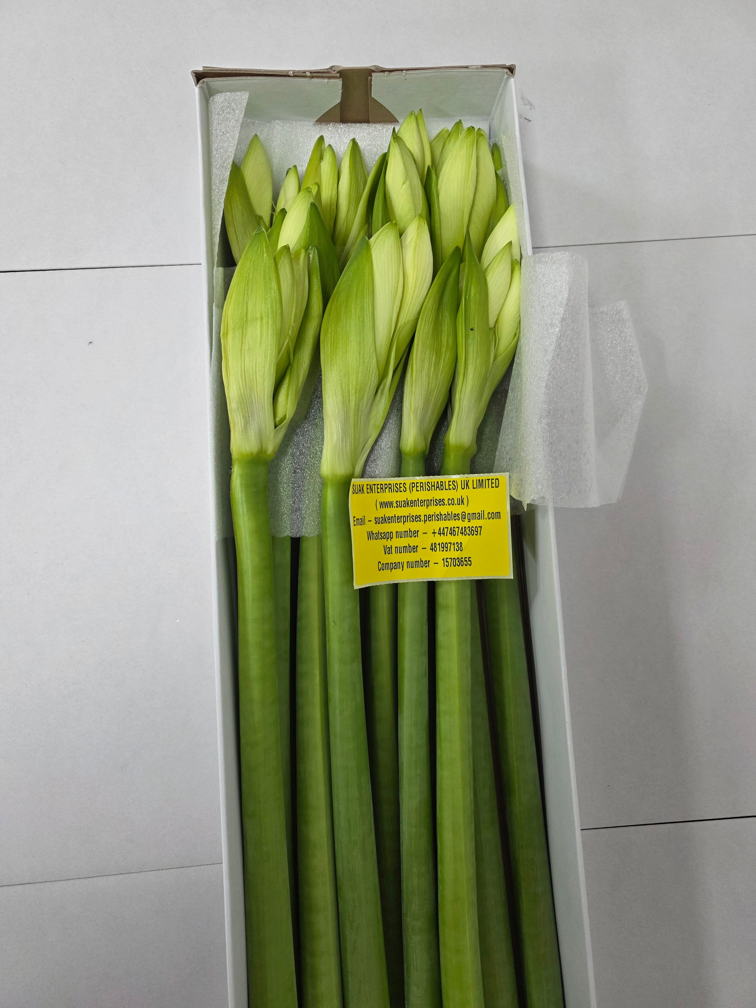 Farm Fresh Hippeastrum/Amarylis Mont Blac (Box of 12 stems, Length 80cm)