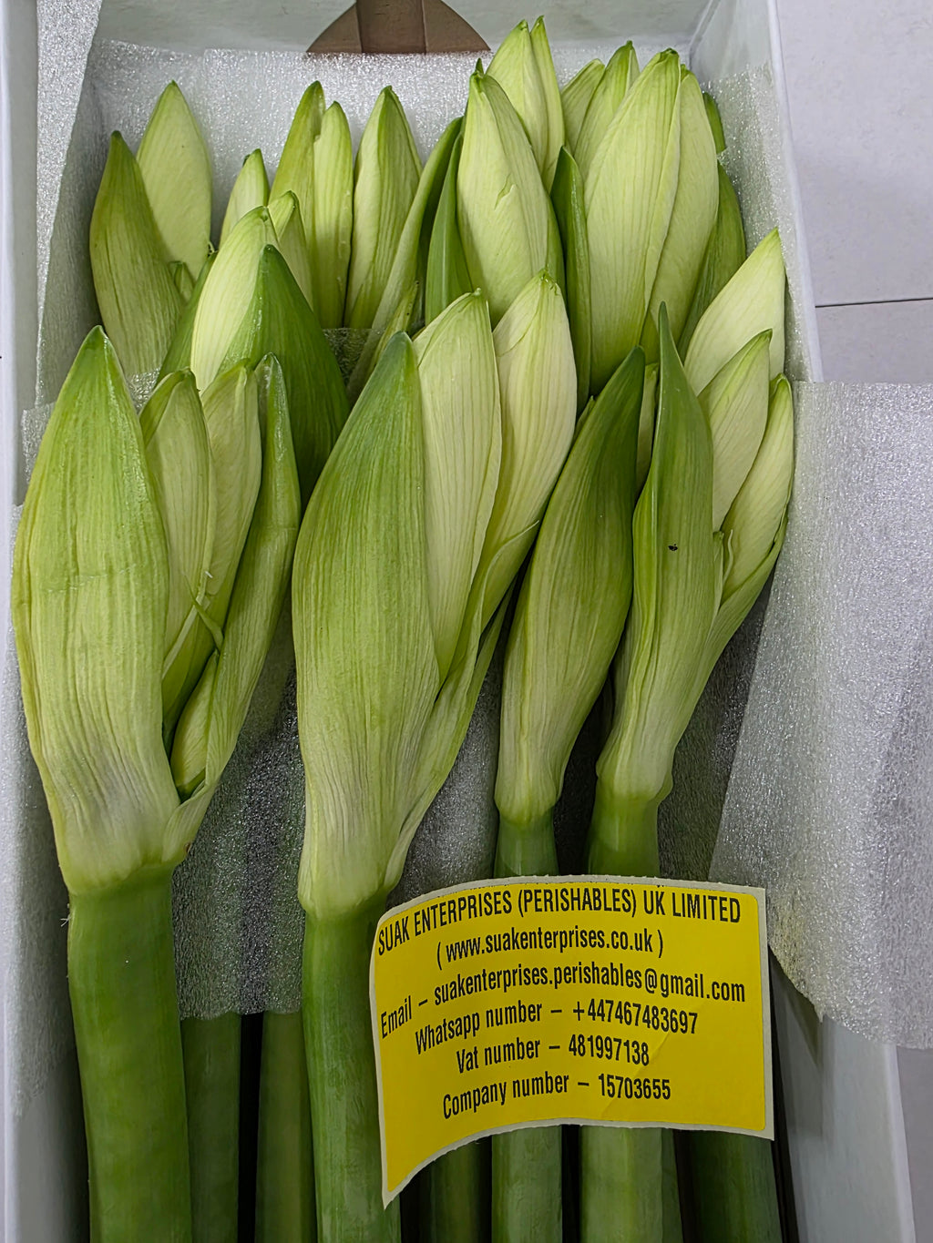 Farm Fresh Hippeastrum/Amarylis Mont Blac (Box of 12 stems, Length 80cm)