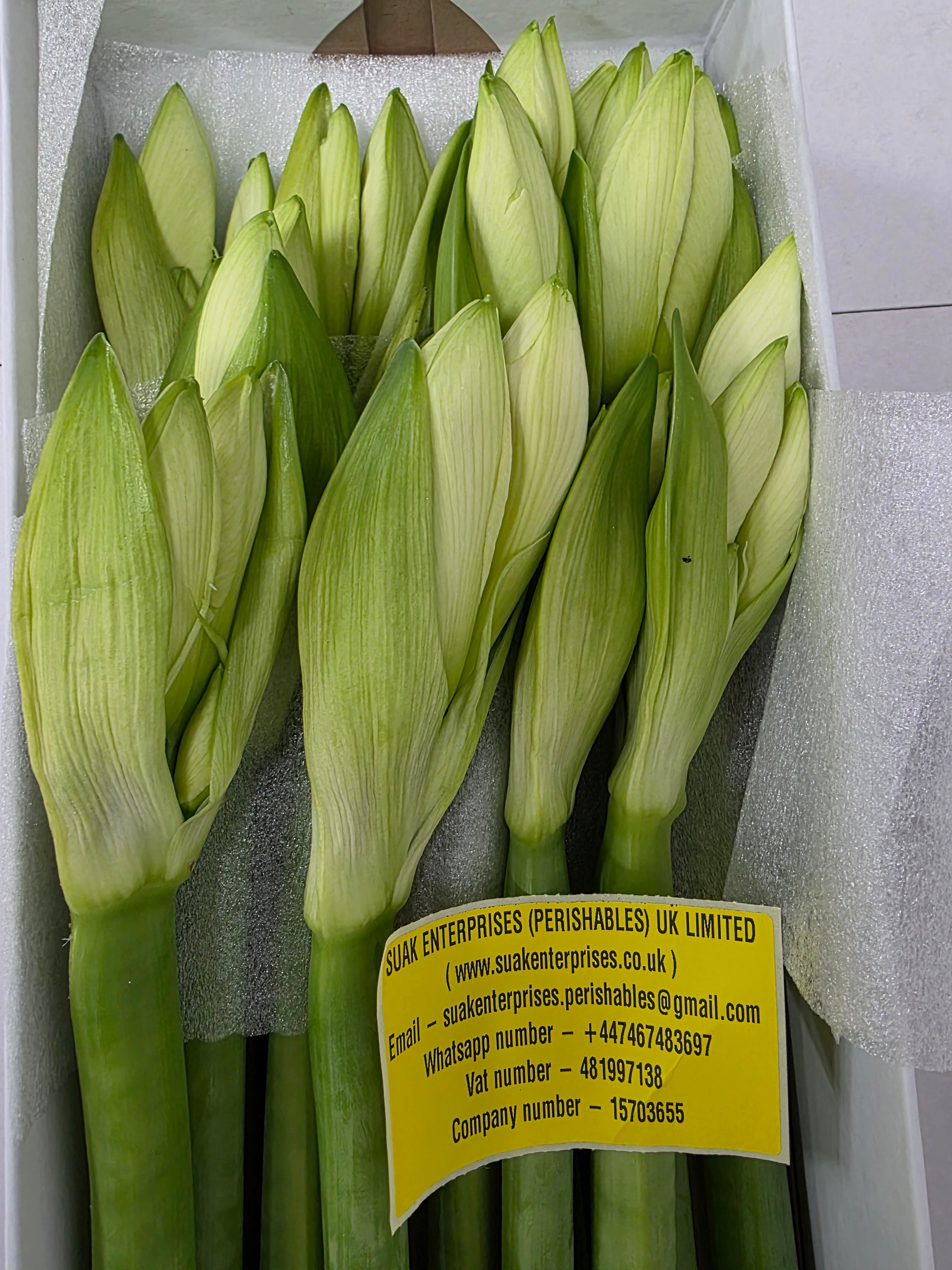 Farm Fresh Hippeastrum/Amarylis Mont Blac (Box of 12 stems, Length 80cm)