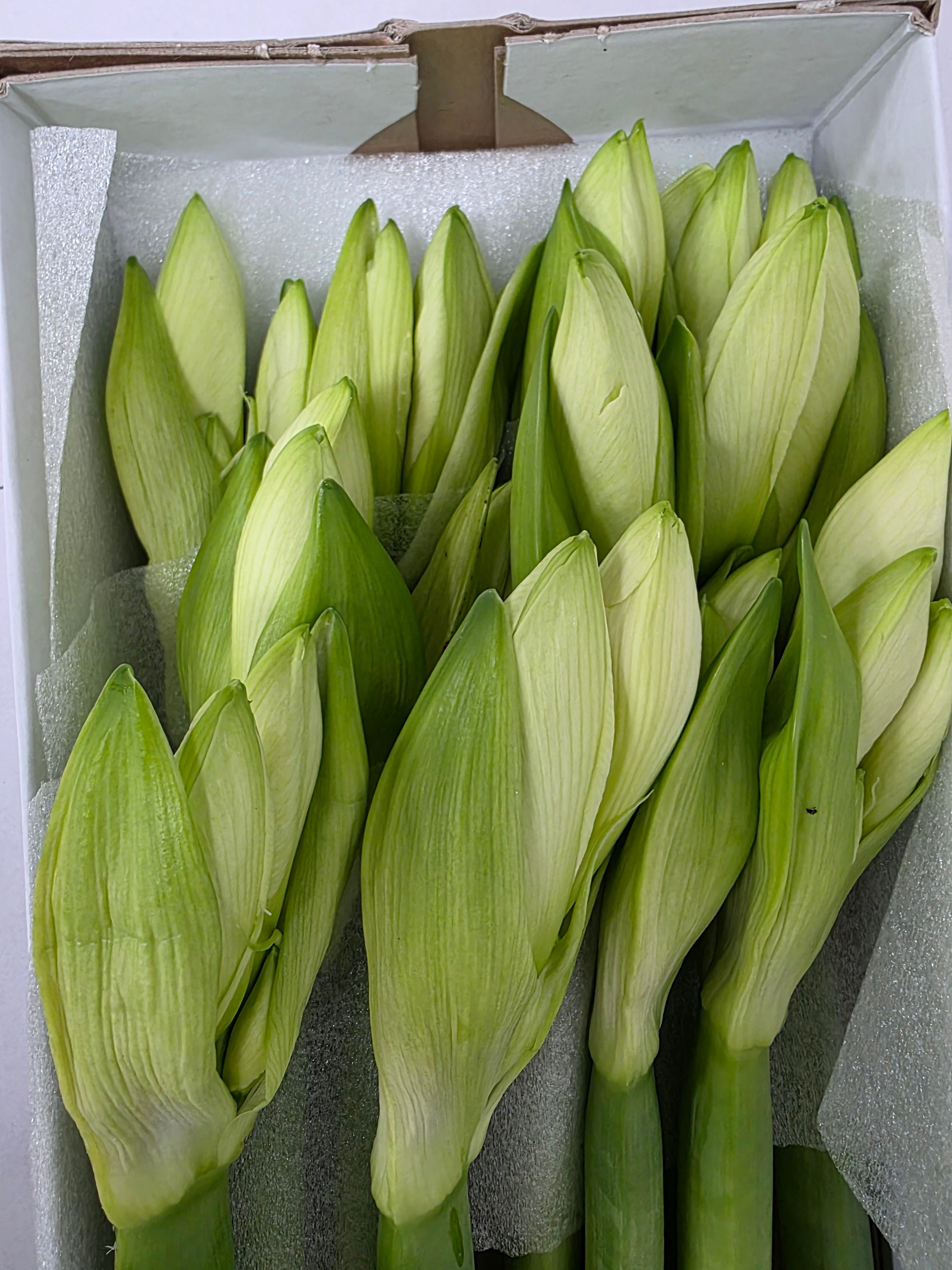 Farm Fresh Hippeastrum/Amarylis Mont Blac (Box of 12 stems, Length 80cm)