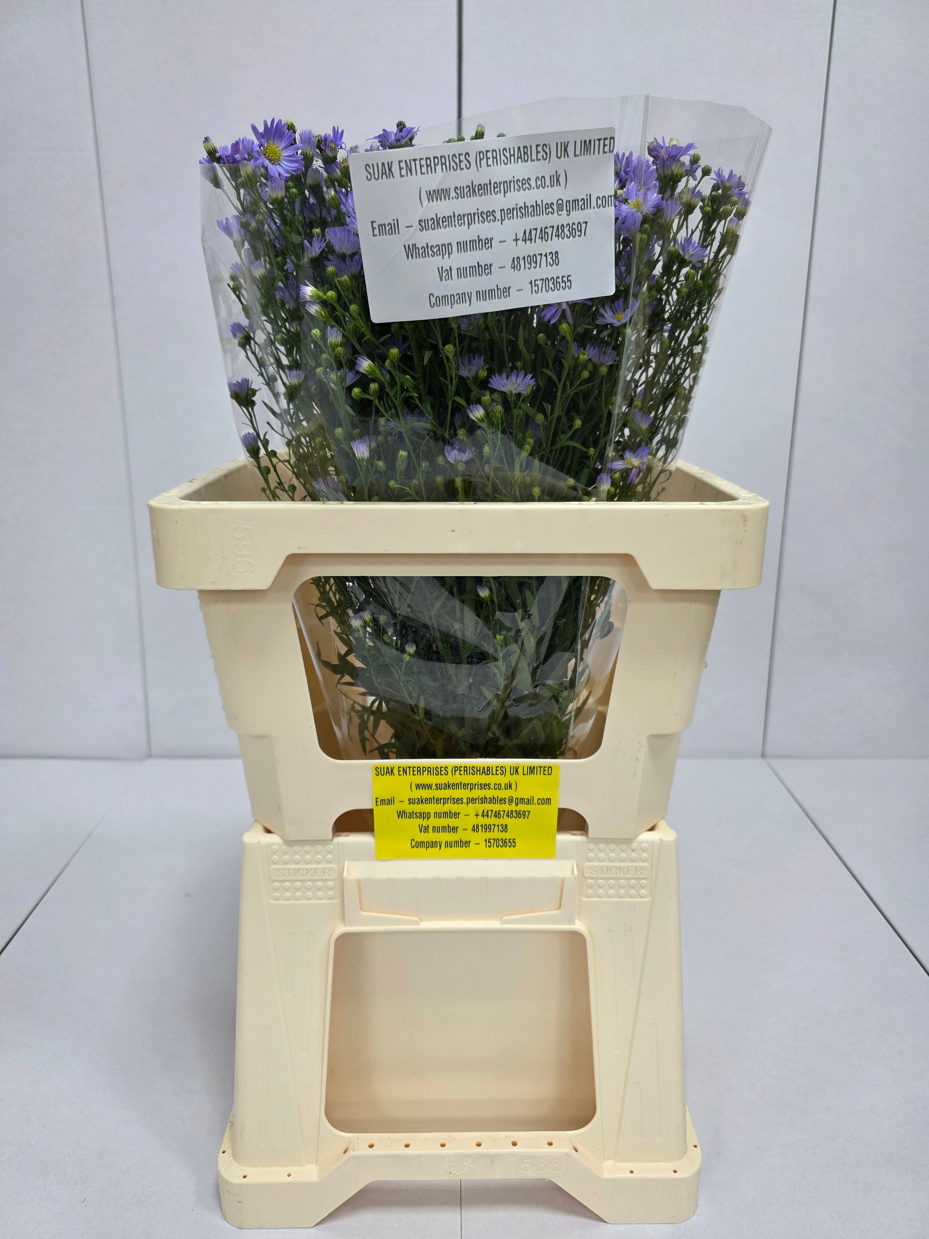 Farm Fresh Aster Cassandra (Bunch of 25 stems , length 60cm)