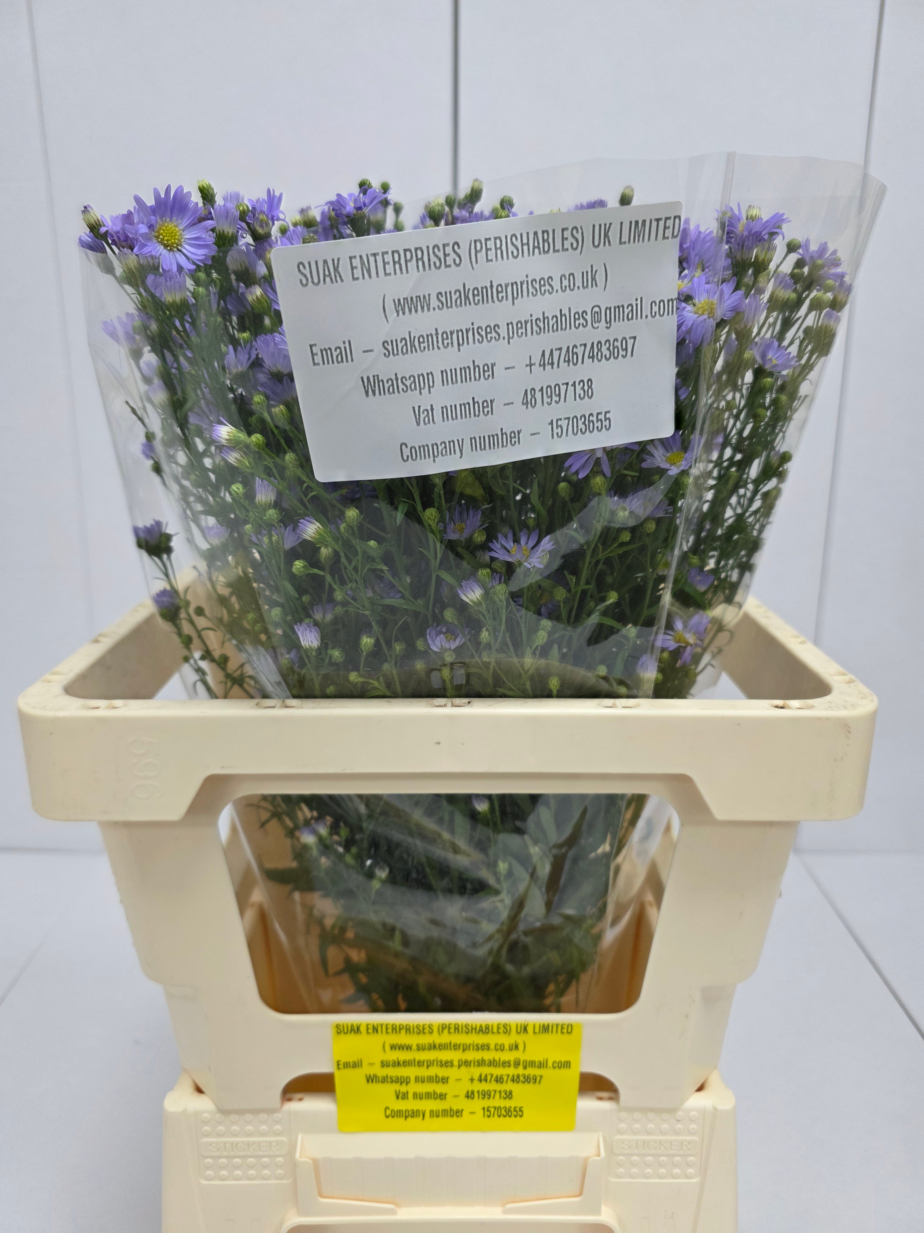 Farm Fresh Aster Cassandra (Bunch of 25 stems , length 60cm)