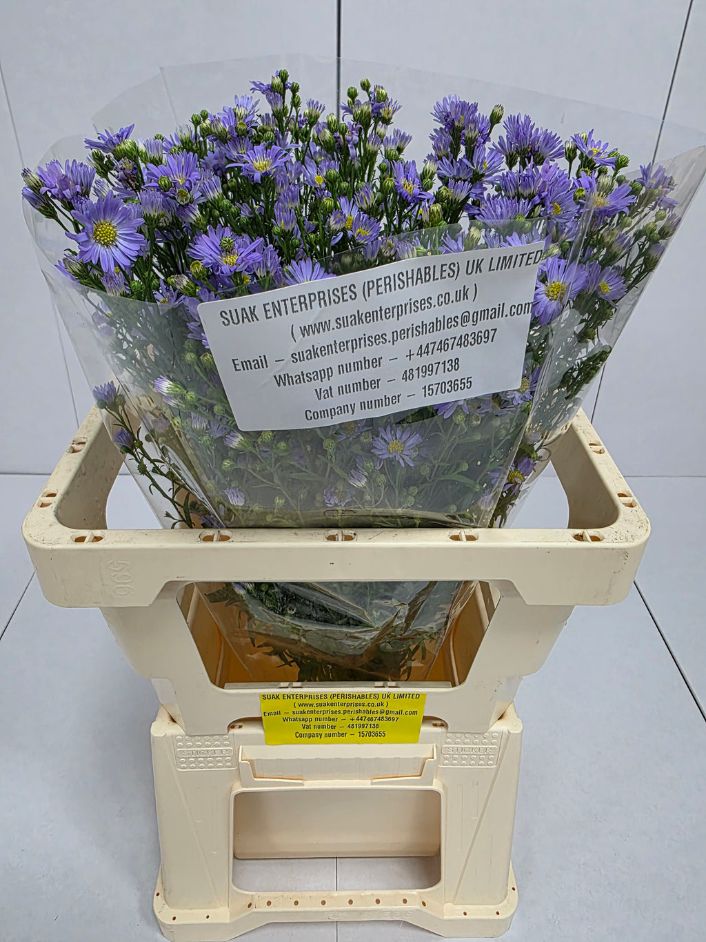 Farm Fresh Aster Cassandra (Bunch of 25 stems , length 60cm)