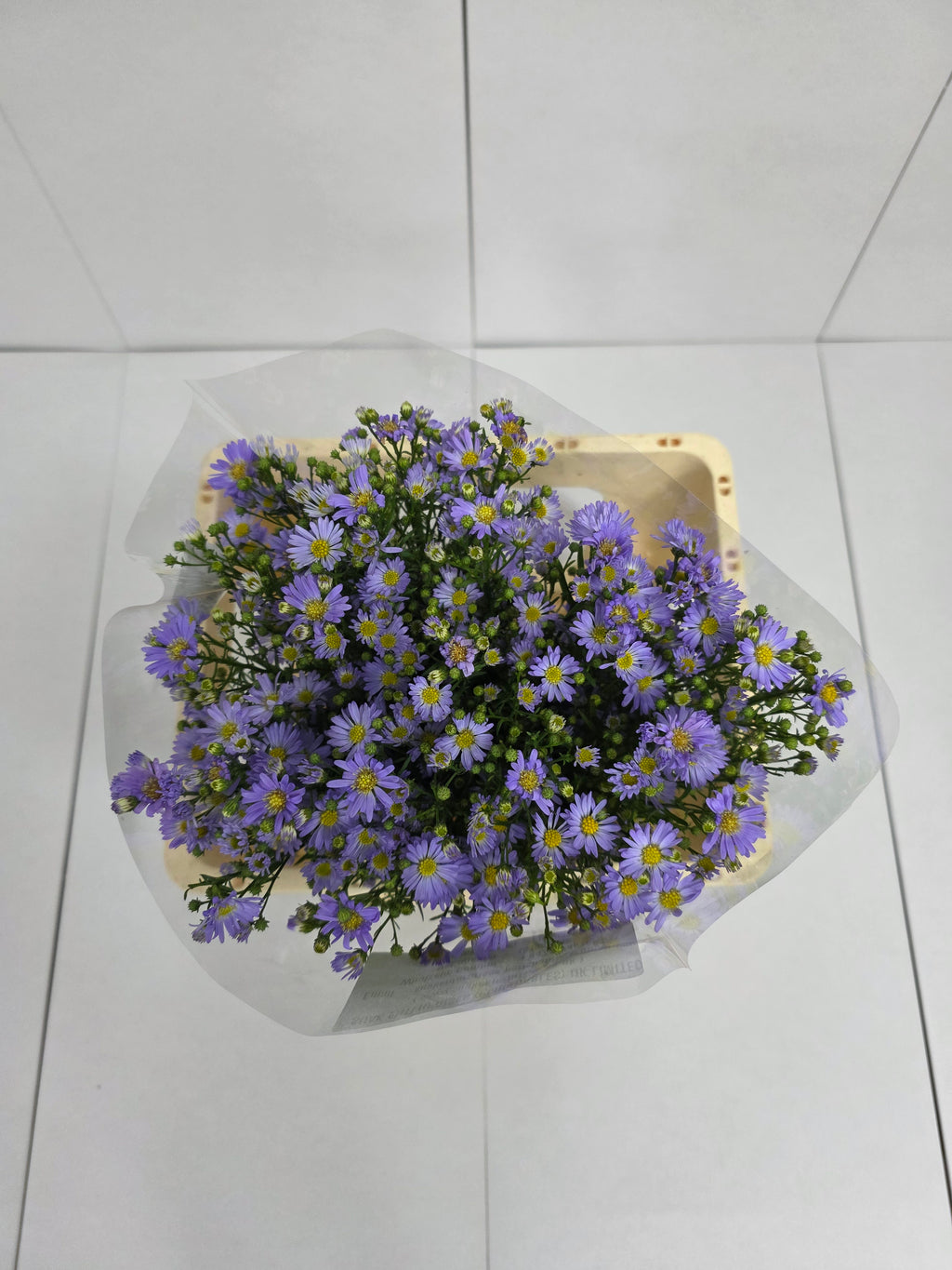 Farm Fresh Aster Cassandra (Bunch of 25 stems , length 60cm)
