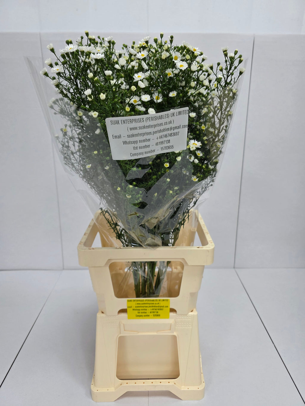 Farm Fresh Aster Paquita (Bunch of 25 stems, Length 80cm)