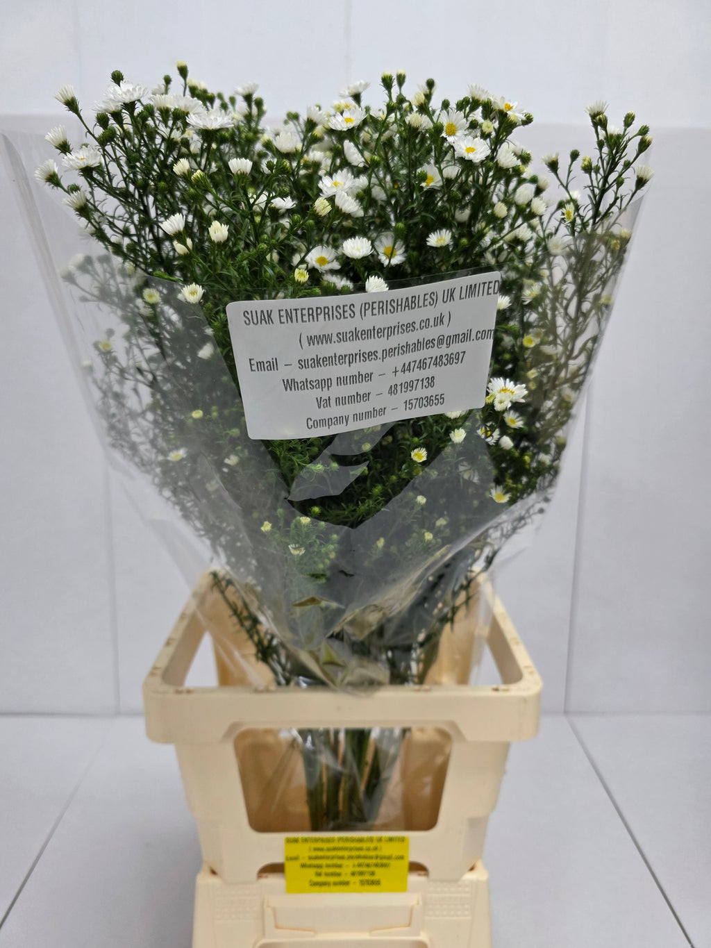 Farm Fresh Aster Paquita (Bunch of 25 stems, Length 80cm)