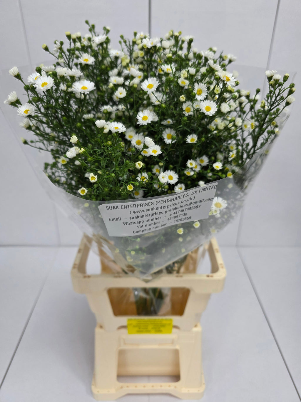 Farm Fresh Aster Paquita (Bunch of 25 stems, Length 80cm)