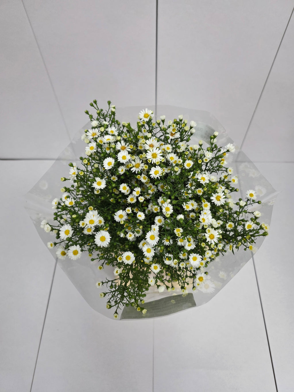 Farm Fresh Aster Paquita (Bunch of 25 stems, Length 80cm)