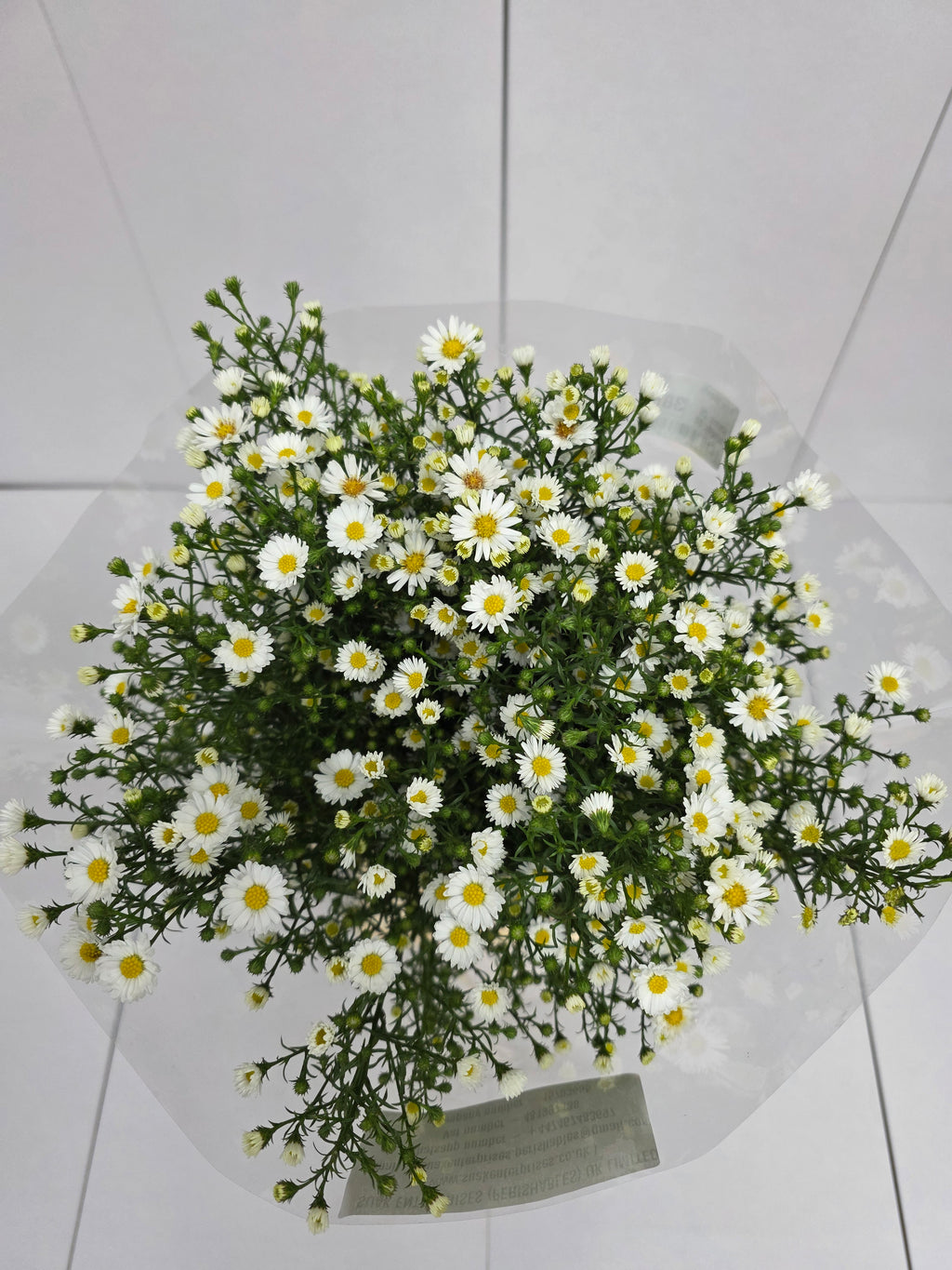 Farm Fresh Aster Paquita (Bunch of 25 stems, Length 80cm)