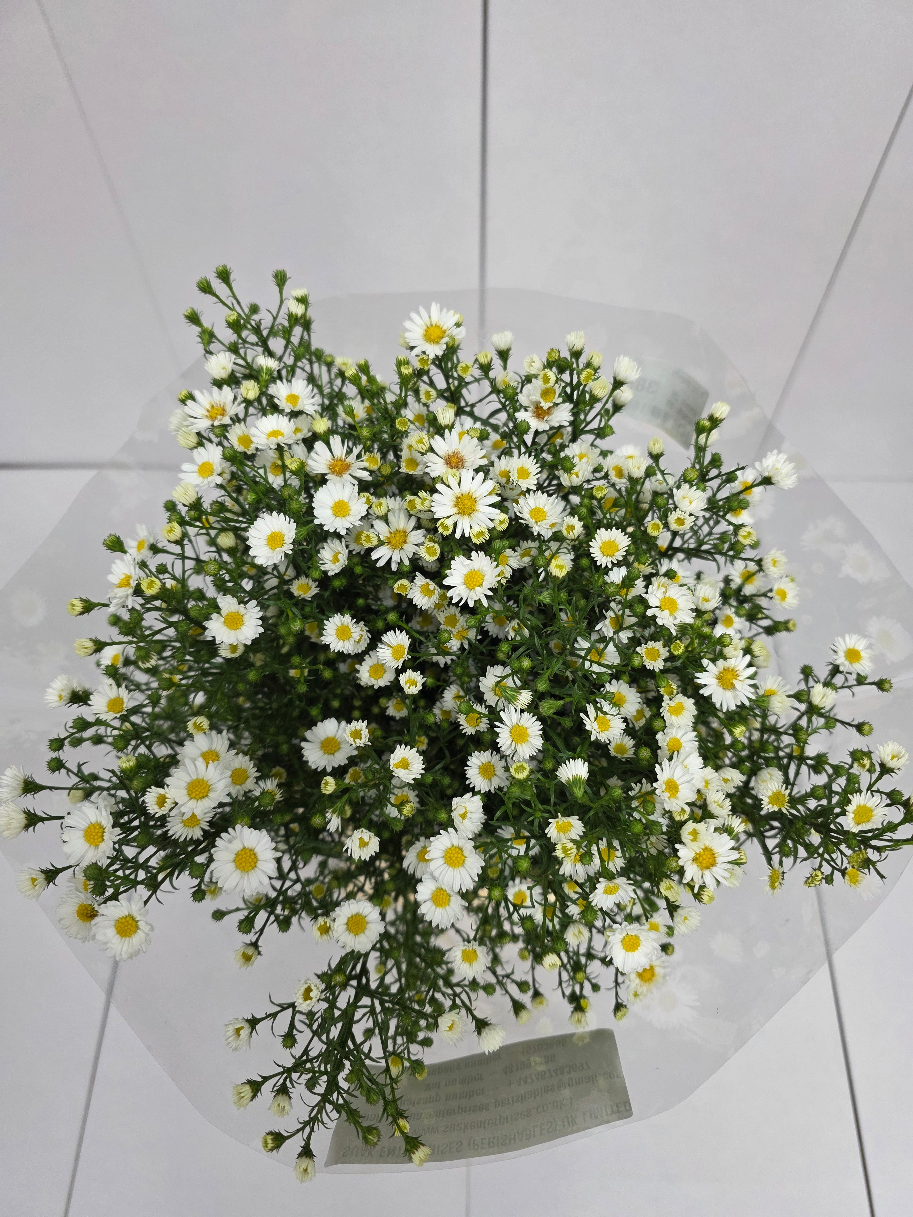 Farm Fresh Aster Paquita (Bunch of 25 stems, Length 80cm)