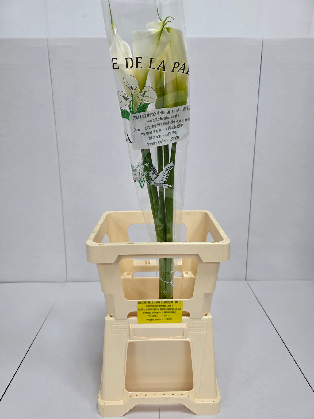 Farm Fresh Calla/Zantedeschia Ae Colombe Paix (Bunch of 10stems, length 100cm)