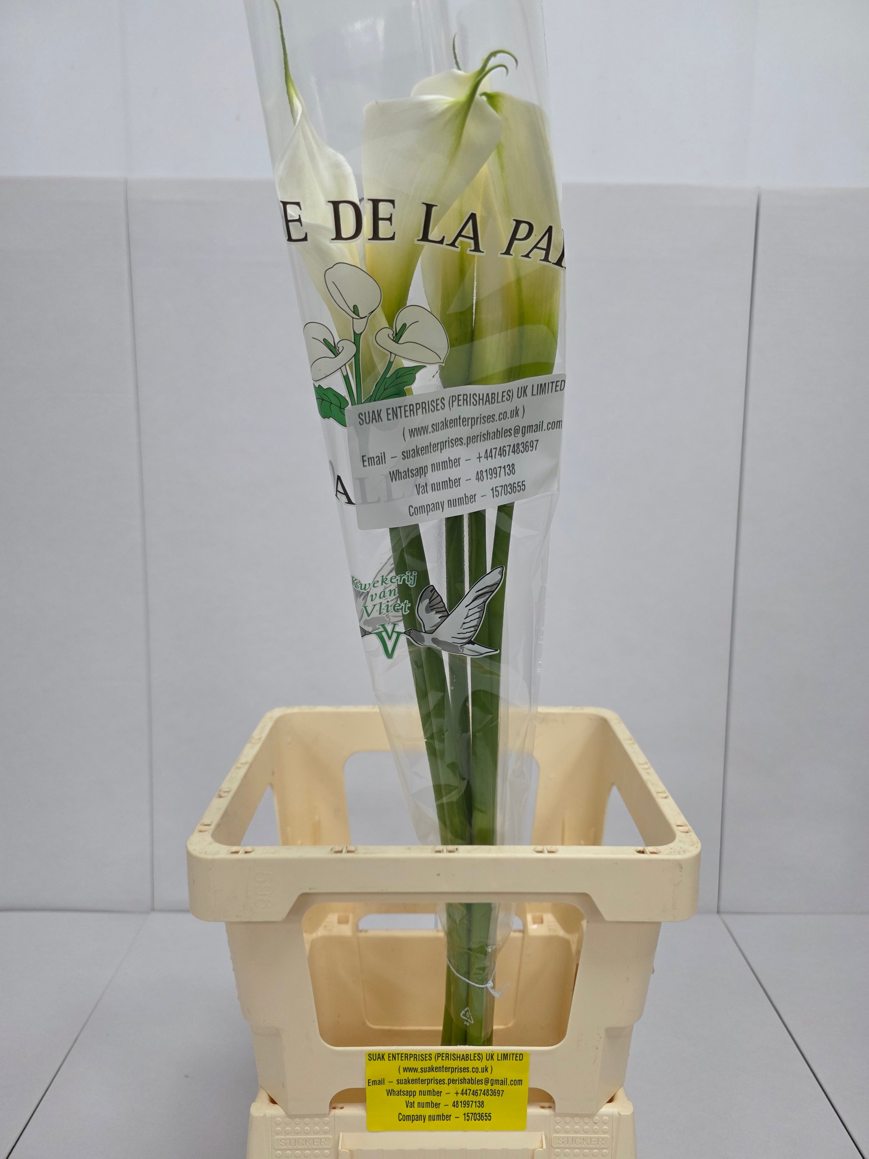 Farm Fresh Calla/Zantedeschia Ae Colombe Paix (Bunch of 10stems, length 100cm)