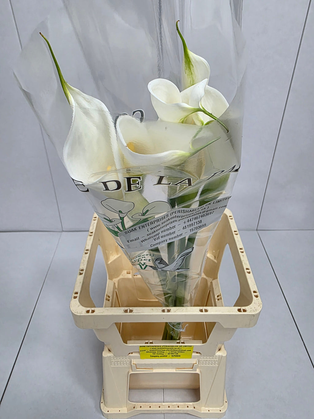 Farm Fresh Calla/Zantedeschia Ae Colombe Paix (Bunch of 10stems, length 100cm)