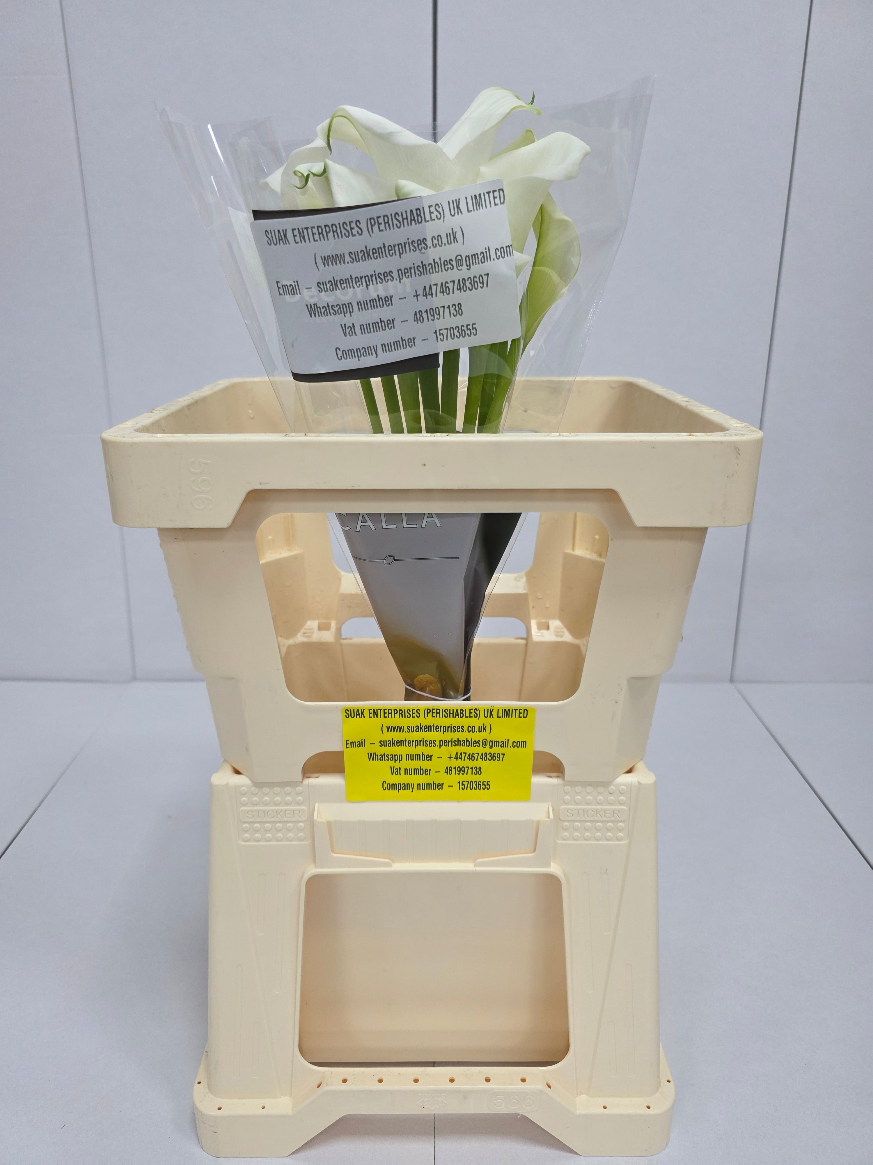 Farm Fresh Calla/Zantedeschia Crystal Blush(Bunch of 10stems, length 55cm)