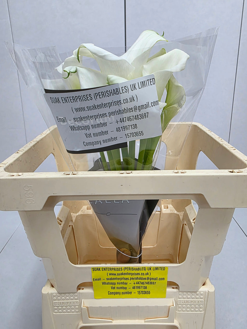 Farm Fresh Calla/Zantedeschia Crystal Blush(Bunch of 10stems, length 55cm)