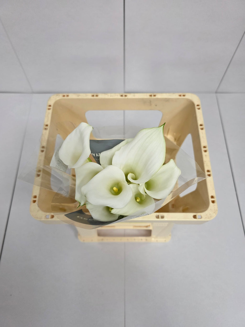 Farm Fresh Calla/Zantedeschia Crystal Blush(Bunch of 10stems, length 55cm)
