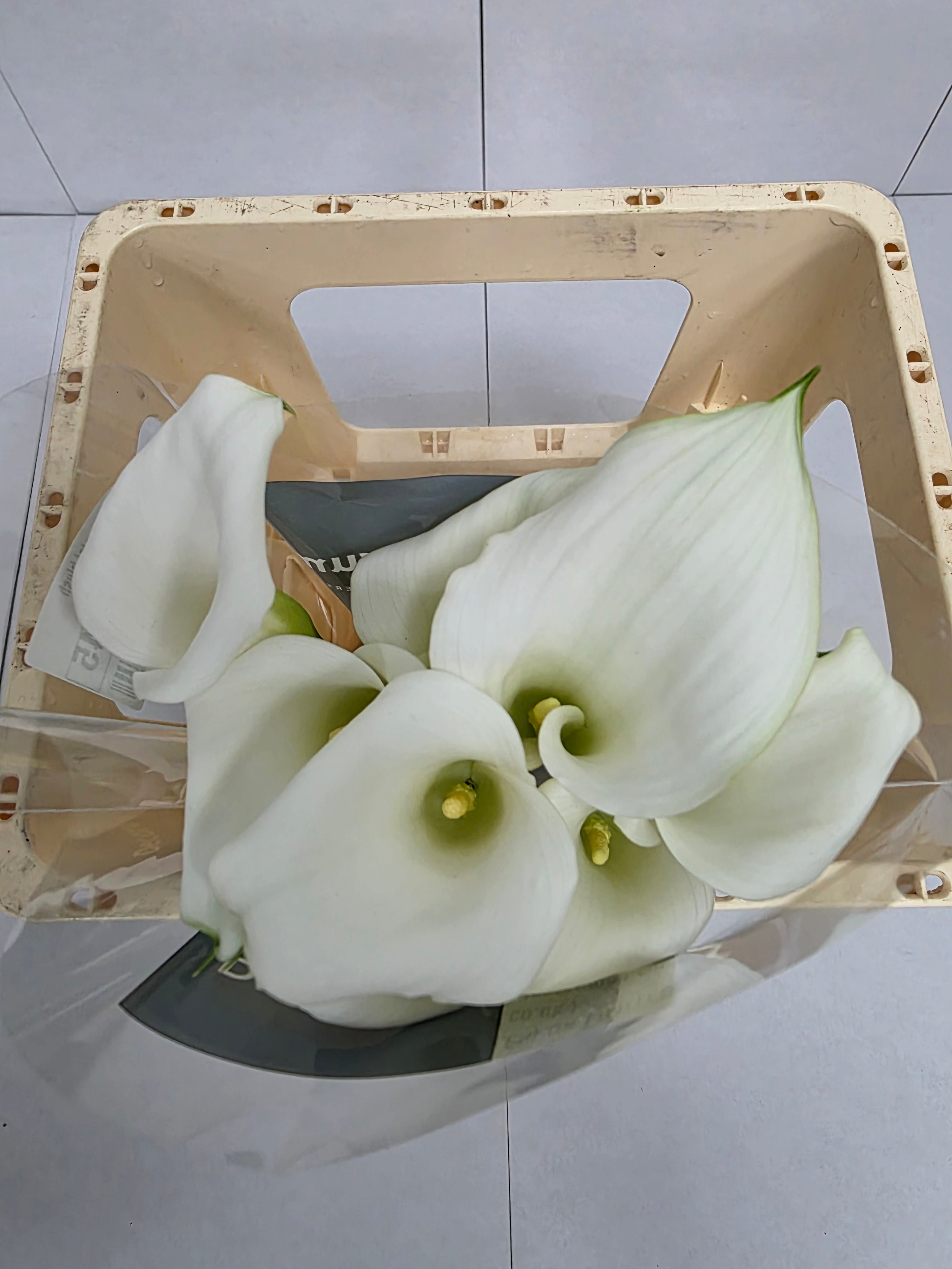 Farm Fresh Calla/Zantedeschia Crystal Blush(Bunch of 10stems, length 55cm)