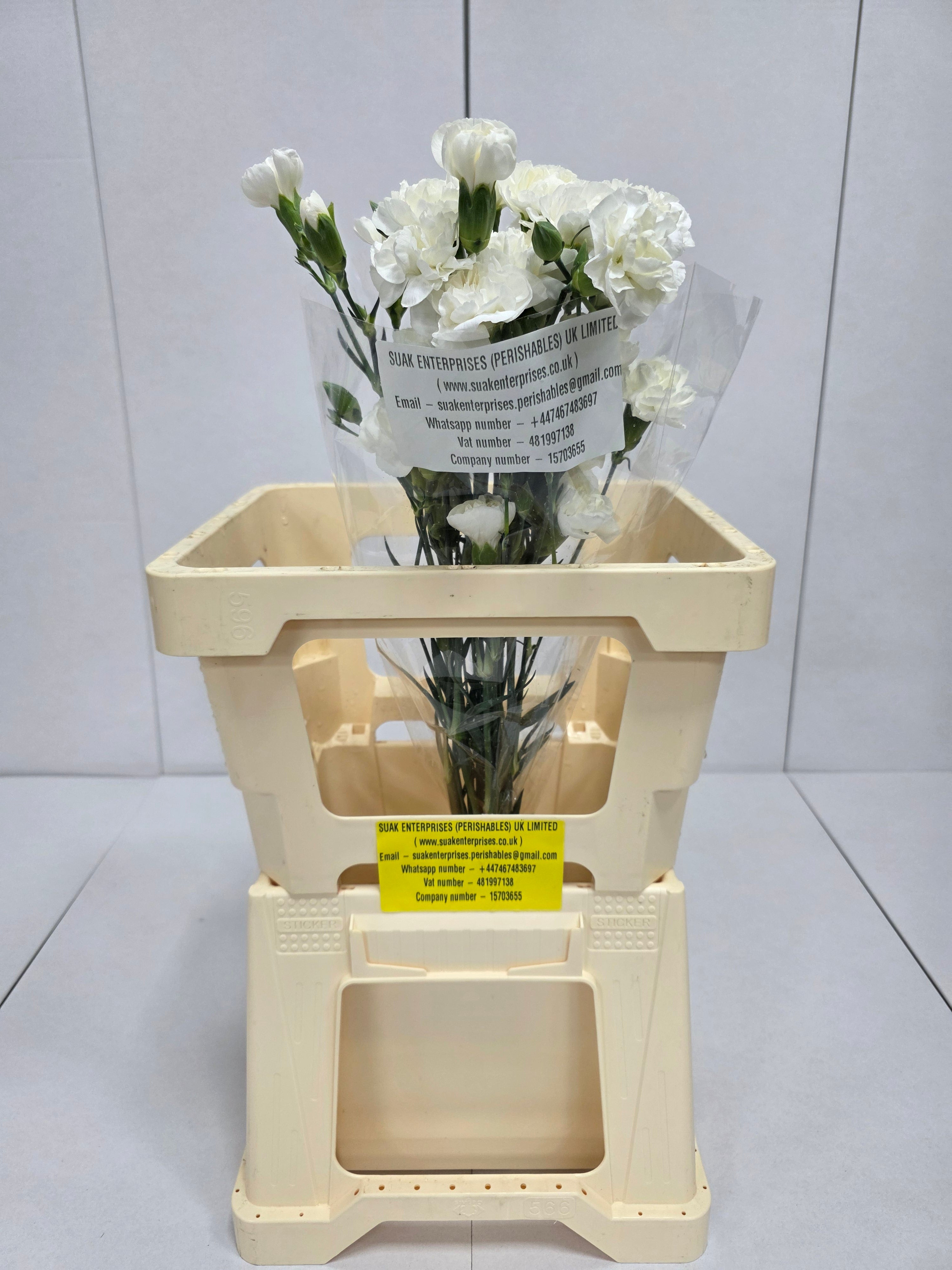 Farm Fresh Spray Carnations White Flueurett (Bunch of 10 stems, Length 70cm)