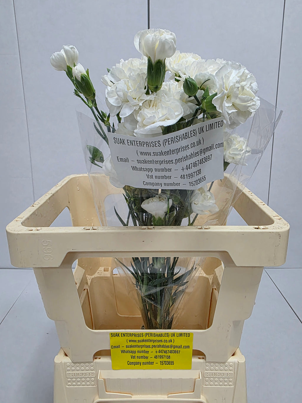 Farm Fresh Spray Carnations White Flueurett (Bunch of 10 stems, Length 70cm)