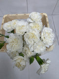 Farm Fresh Spray Carnations White Flueurett (Bunch of 10 stems, Length 70cm)