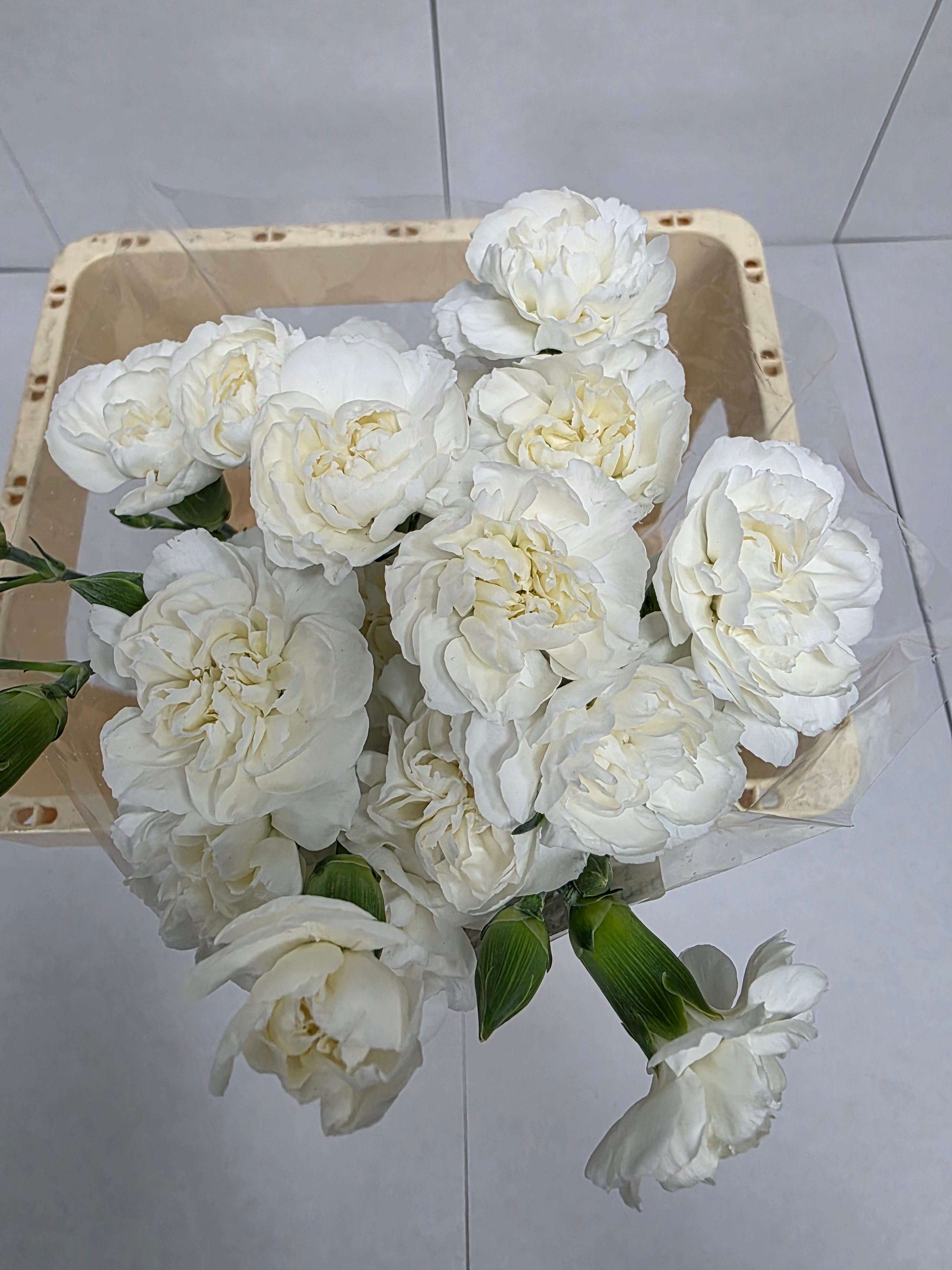 Farm Fresh Spray Carnations White Flueurett (Bunch of 10 stems, Length 70cm)