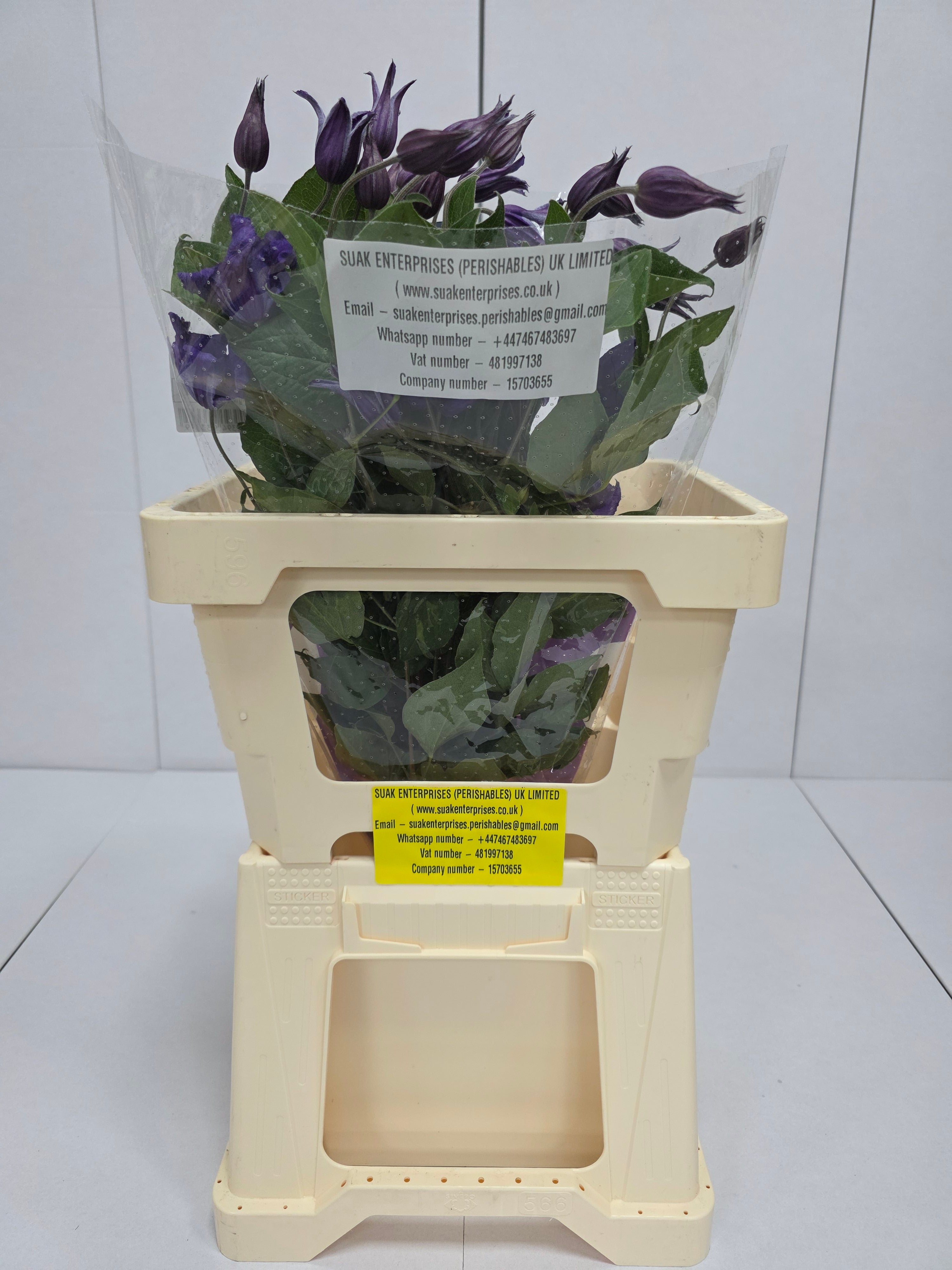 Farm Fresh Clematis Amazing Sydney(Bunch of 10 stems, Length 60cm)