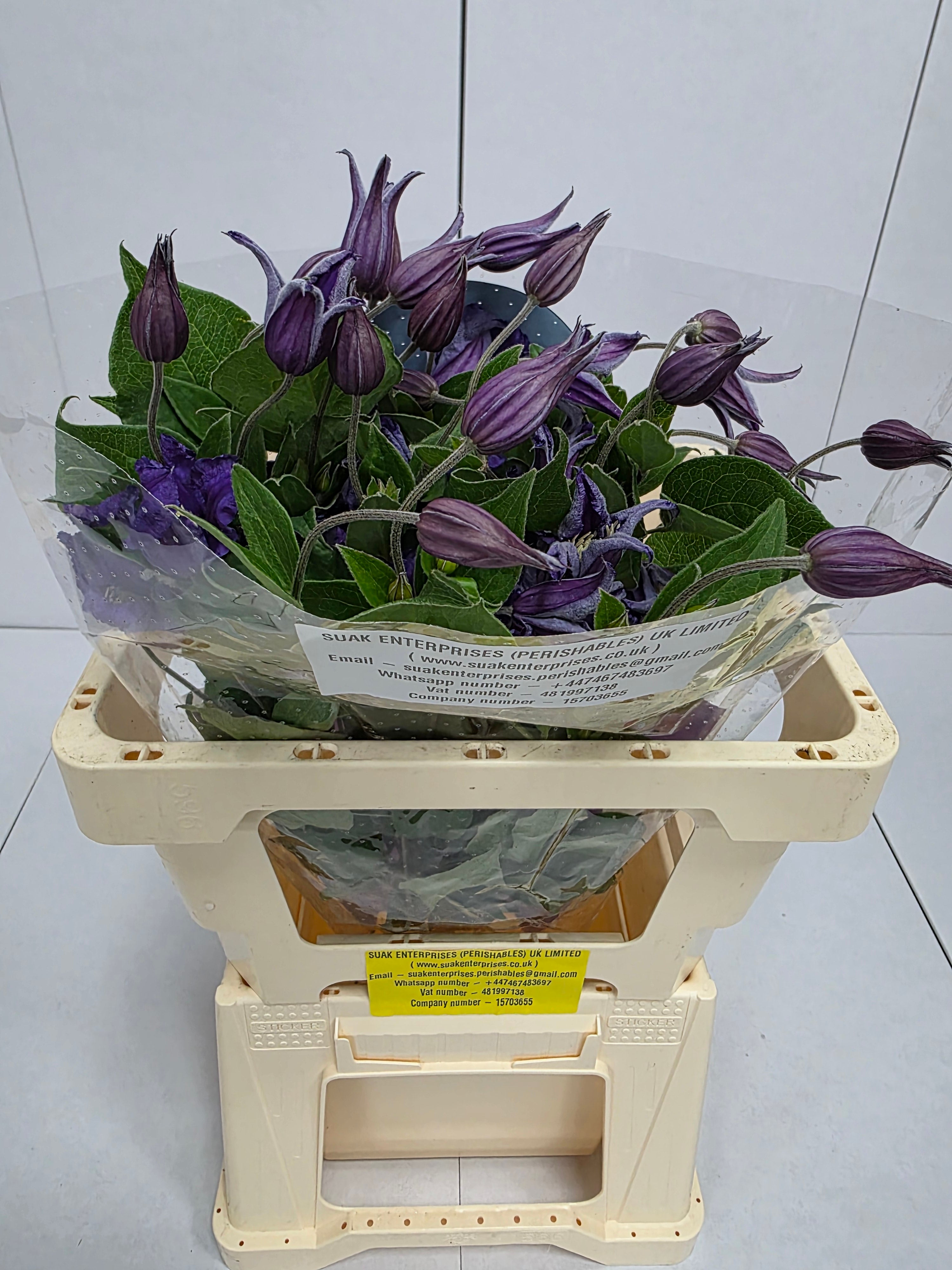 Farm Fresh Clematis Amazing Sydney(Bunch of 10 stems, Length 60cm)
