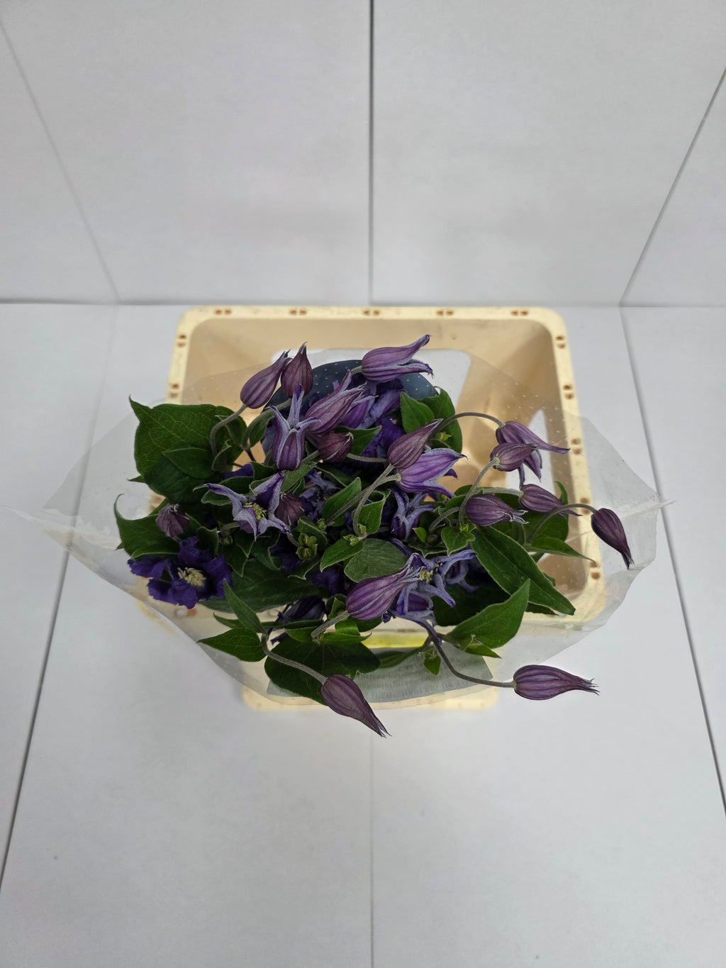 Farm Fresh Clematis Amazing Sydney(Bunch of 10 stems, Length 60cm)