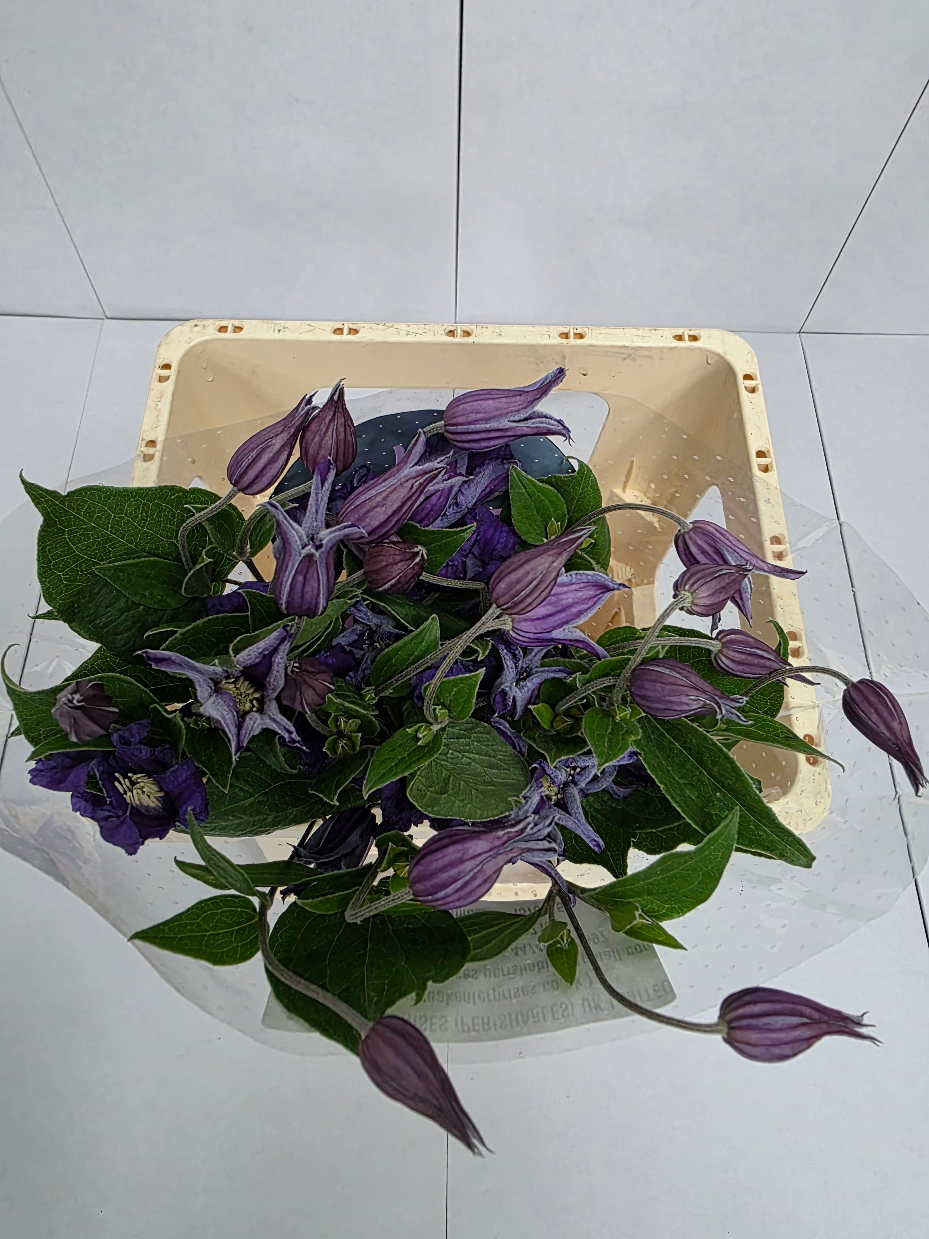 Farm Fresh Clematis Amazing Sydney(Bunch of 10 stems, Length 60cm)