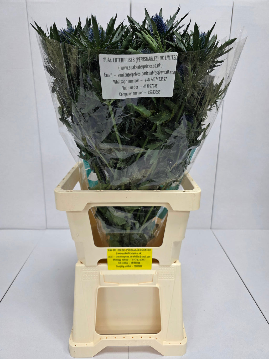 Farm Fresh Eryngium Aqua Ex(Bunch of 10stems, Length 70cm)