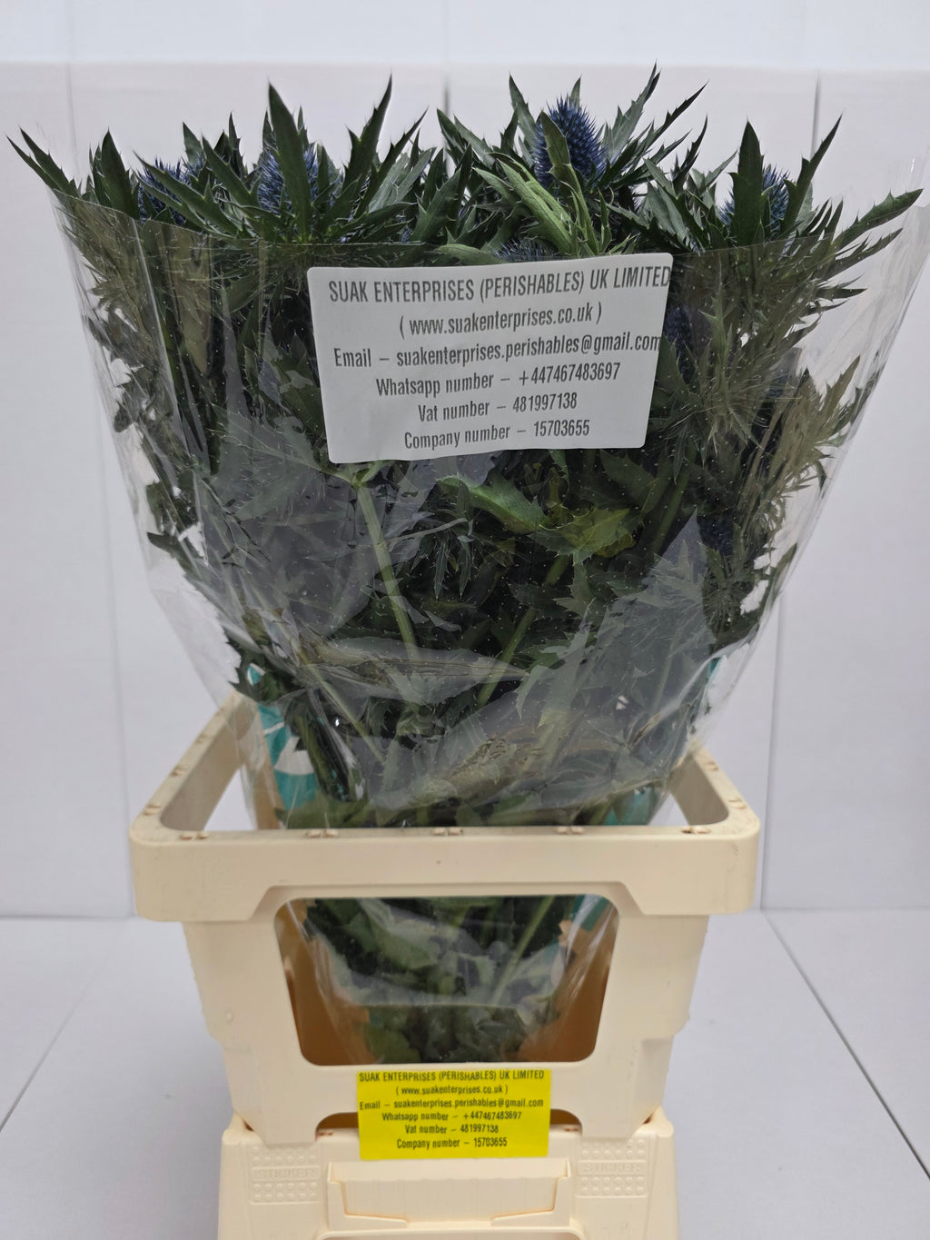 Farm Fresh Eryngium Aqua Ex(Bunch of 10stems, Length 70cm)