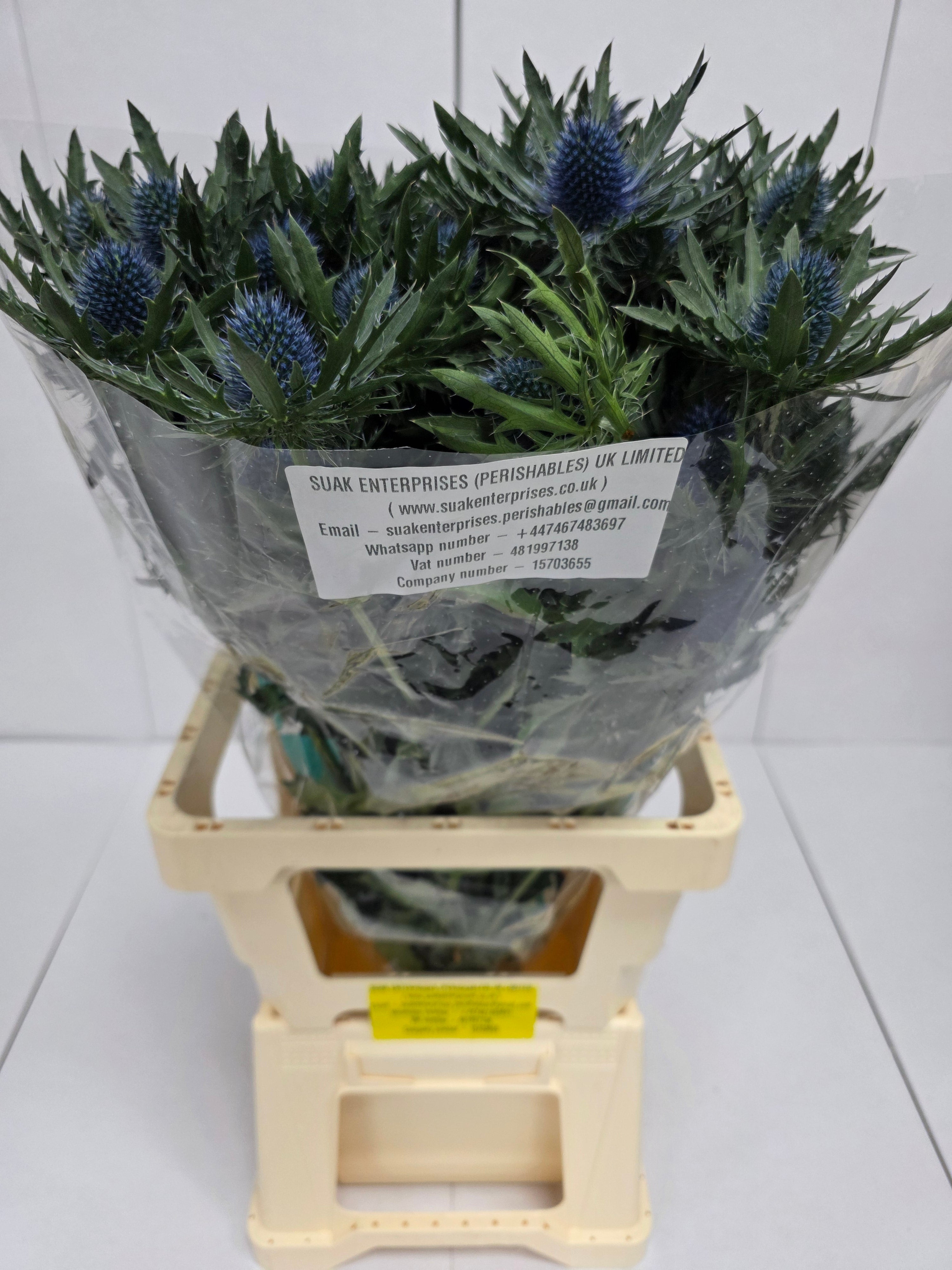 Farm Fresh Eryngium Aqua Ex(Bunch of 10stems, Length 70cm)