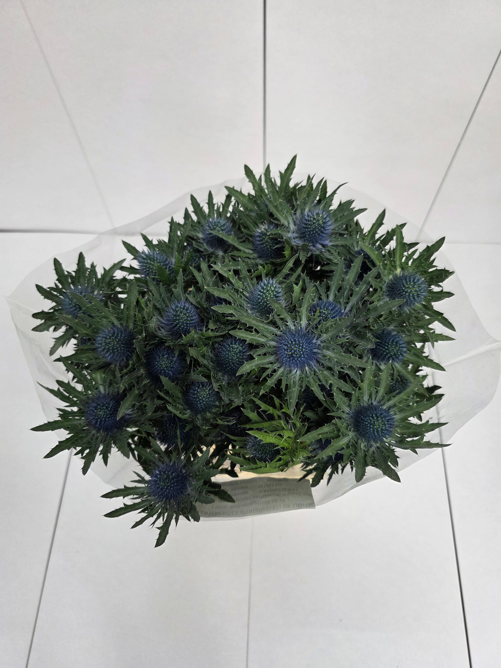 Farm Fresh Eryngium Aqua Ex(Bunch of 10stems, Length 70cm)