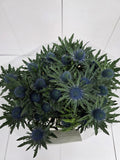 Farm Fresh Eryngium Aqua Ex(Bunch of 10stems, Length 70cm)