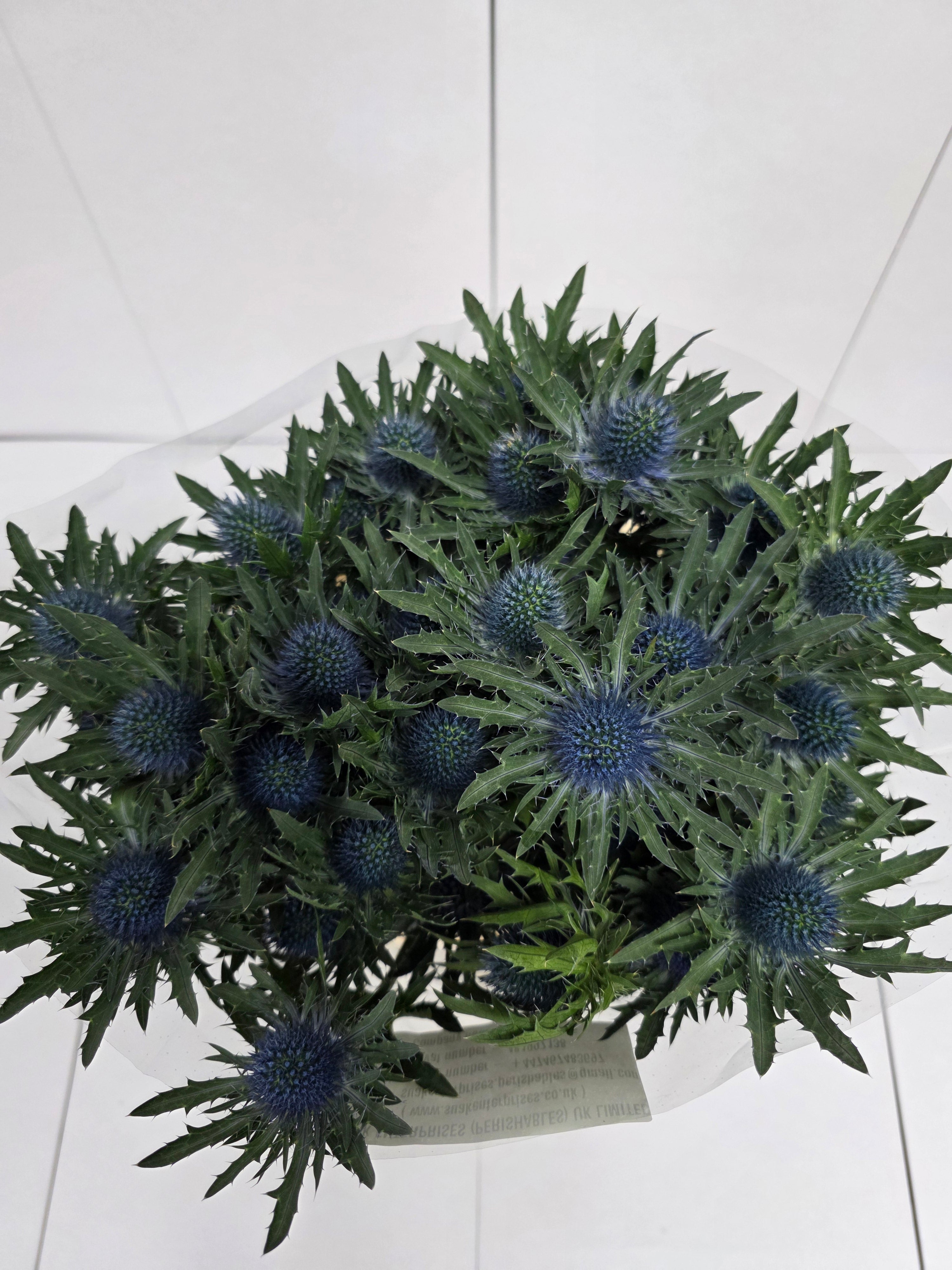 Farm Fresh Eryngium Aqua Ex(Bunch of 10stems, Length 70cm)