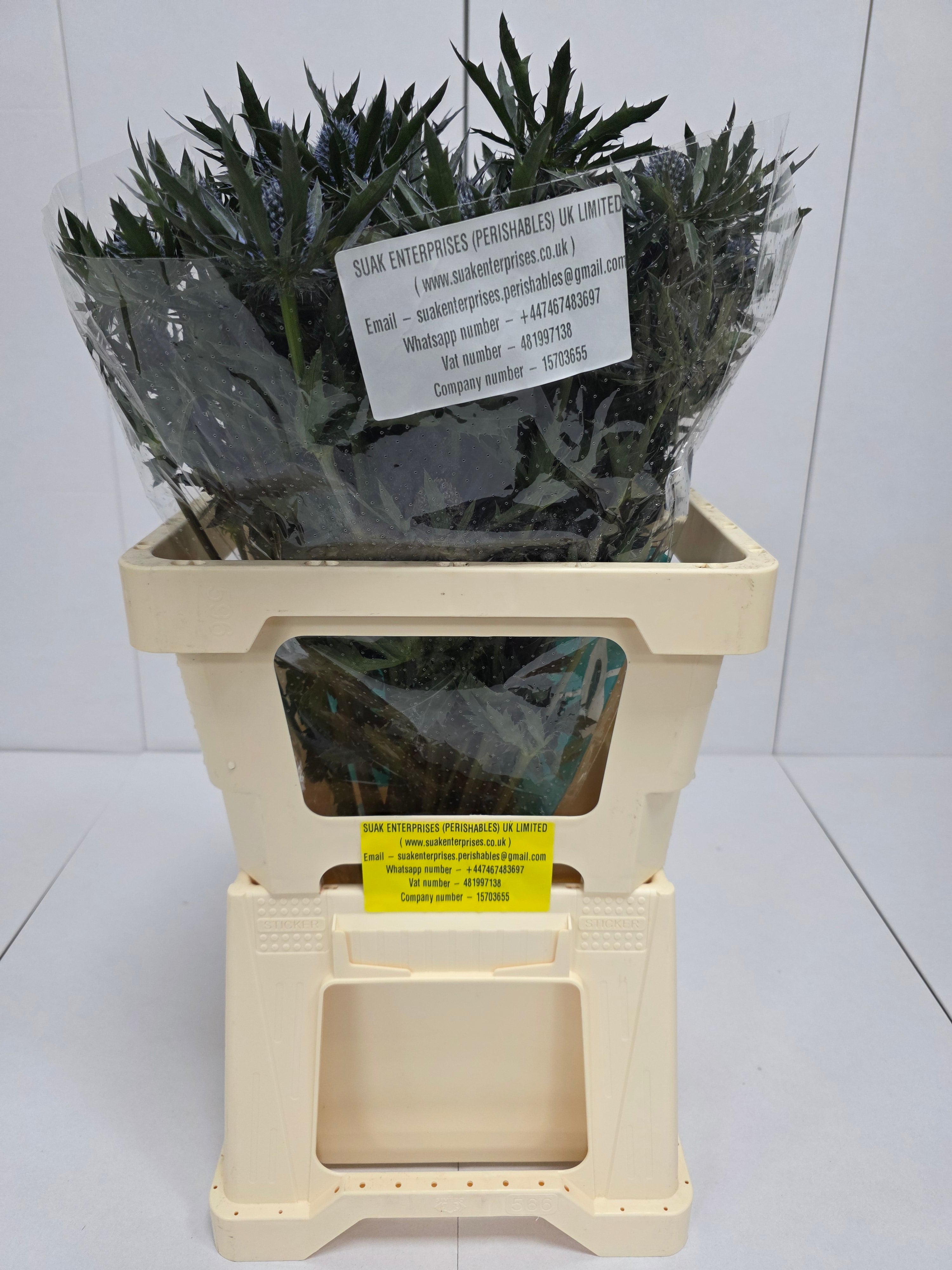 Farm Fresh Eryngium Orion Ex(Bunch of 10 stems, Length 60cm)
