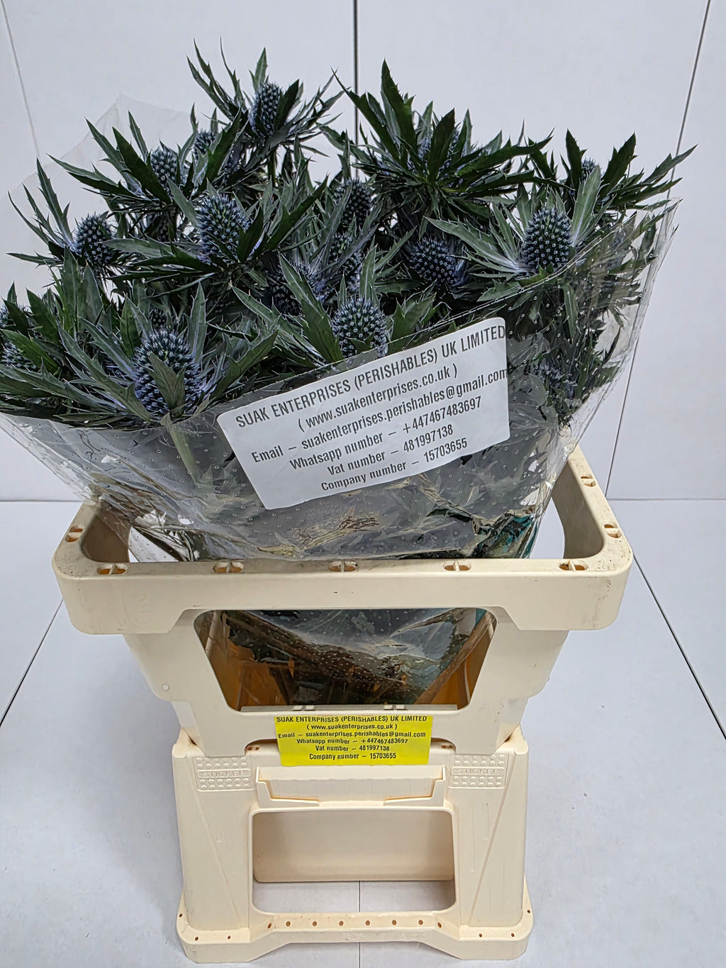 Farm Fresh Eryngium Orion Ex(Bunch of 10 stems, Length 60cm)